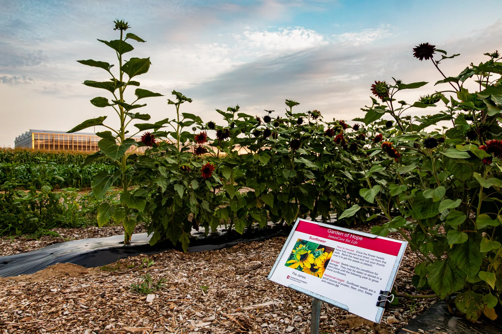 "Garden of Hope: Sunflowers" Waterman farm. The Ohio State University. Friday July 25, 2025