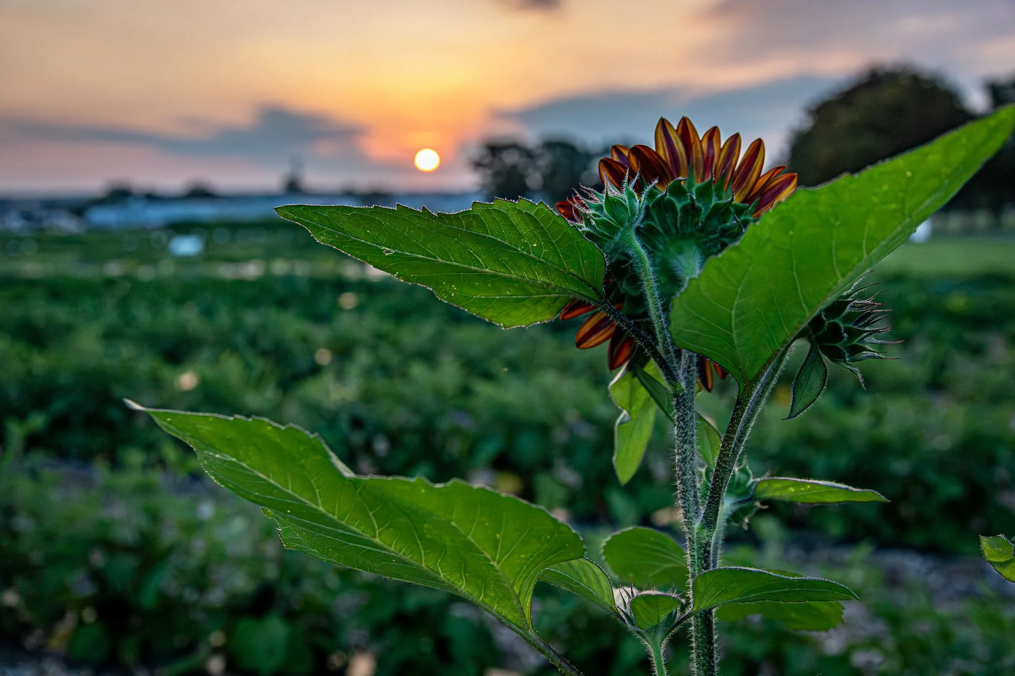 Waterman Farm, OSU. Ohio. 07.25.2025