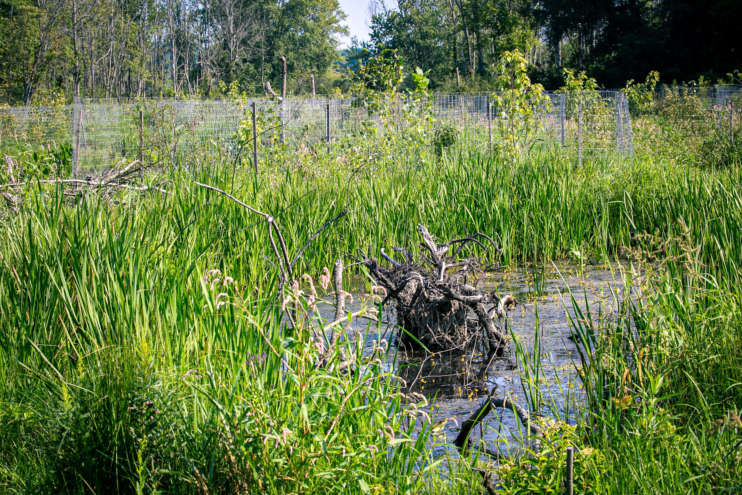 Biohabitat's Beaver Creek Photos (27).jpg