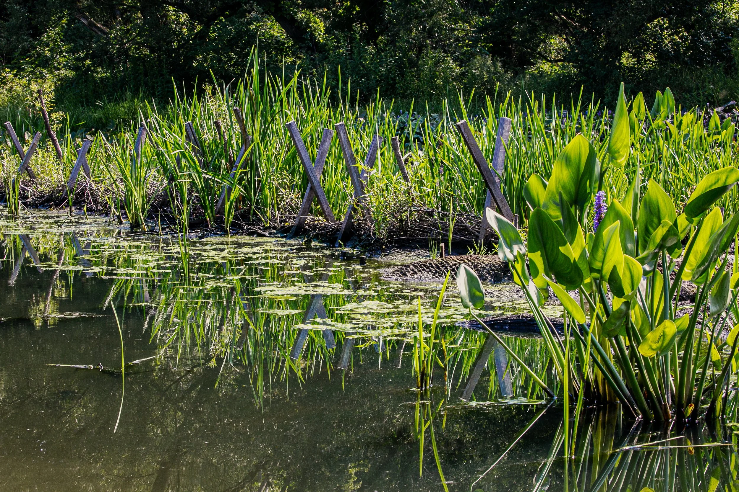 Biohabitat's Beaver Creek Photos (31).jpg