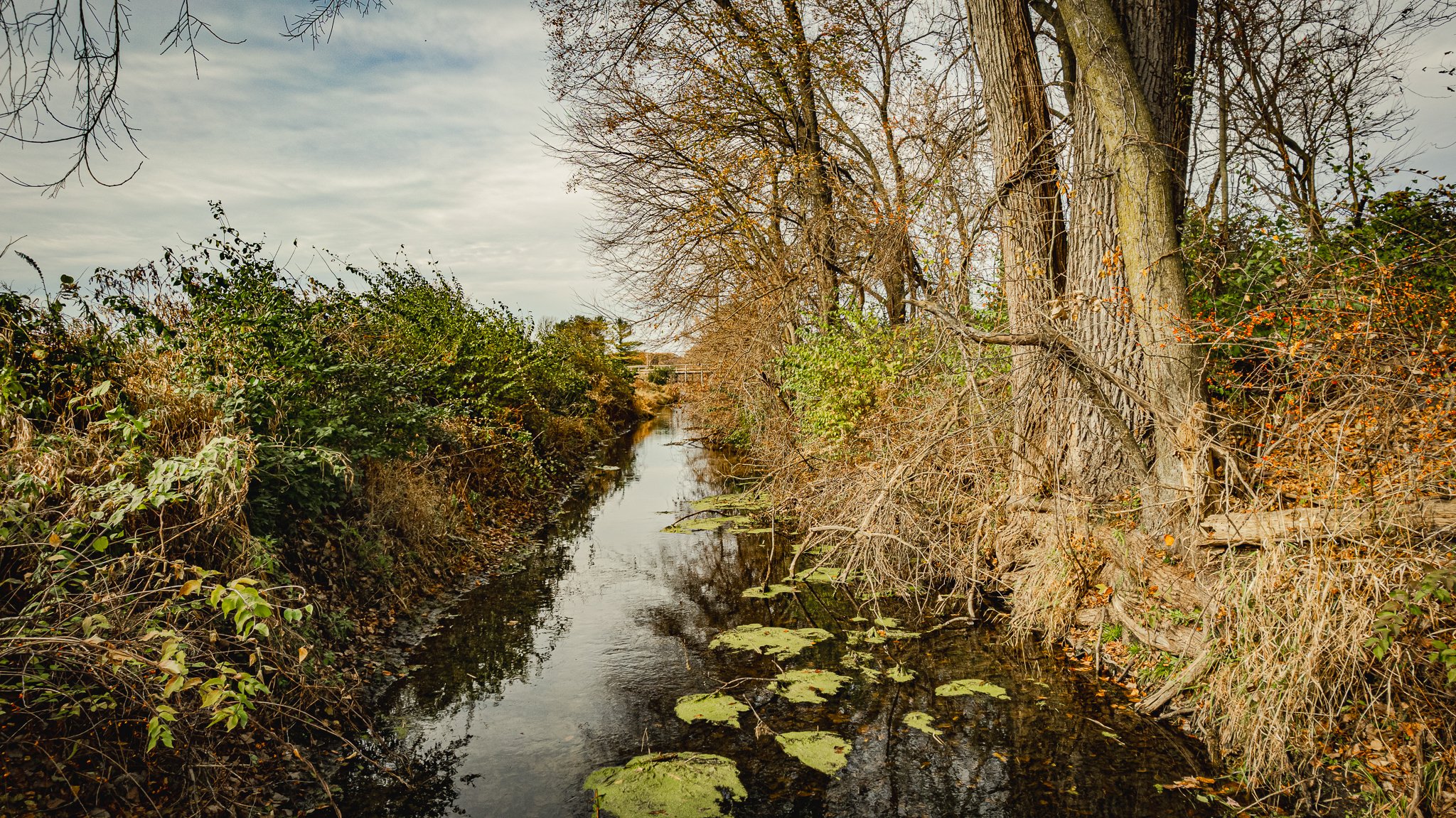 maumee state forest.blue creek restoration LoRes-29.jpg