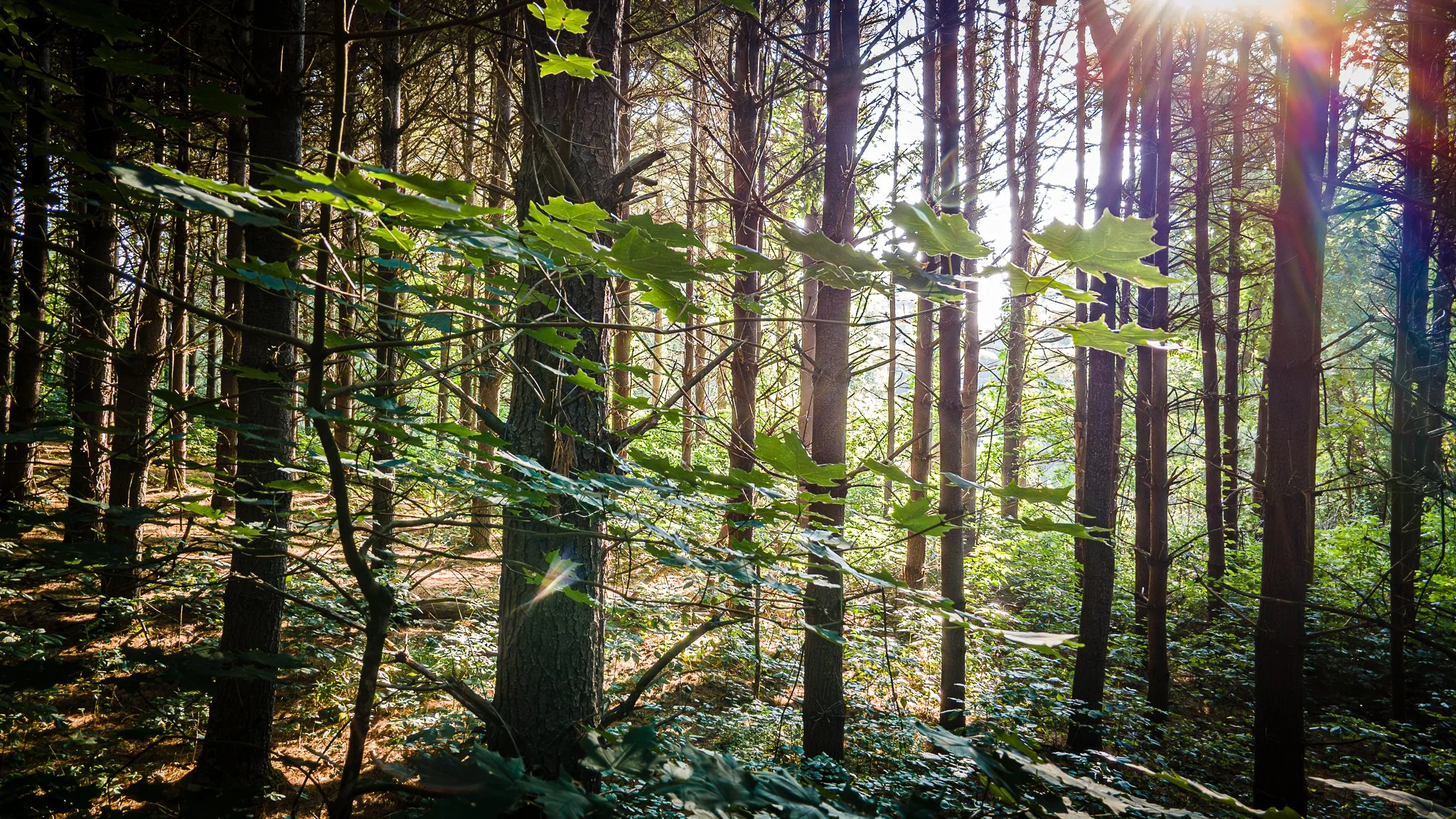 David Funk Forest Drone LoRes-01.jpg