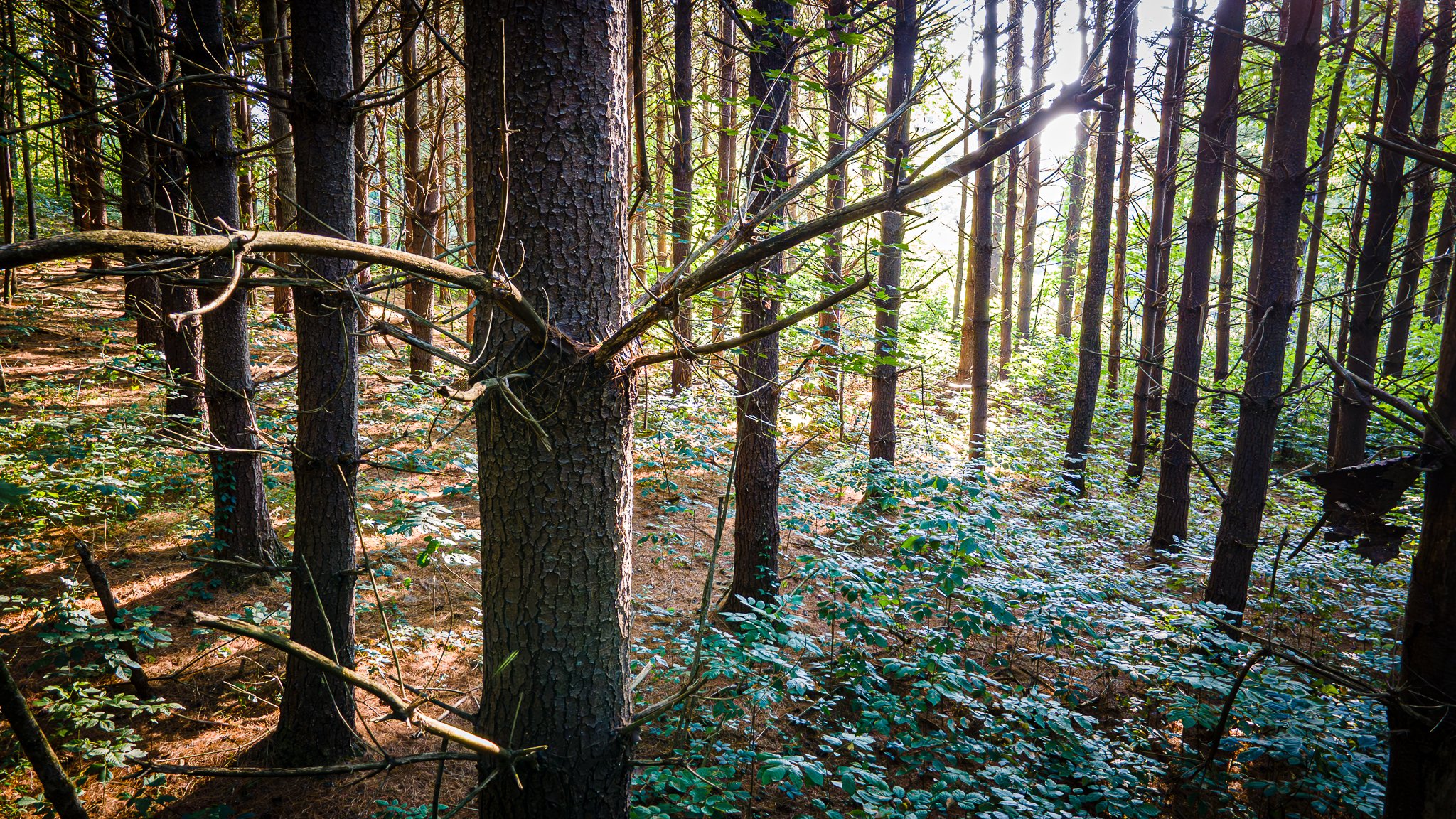 David Funk Forest Drone LoRes-02.jpg