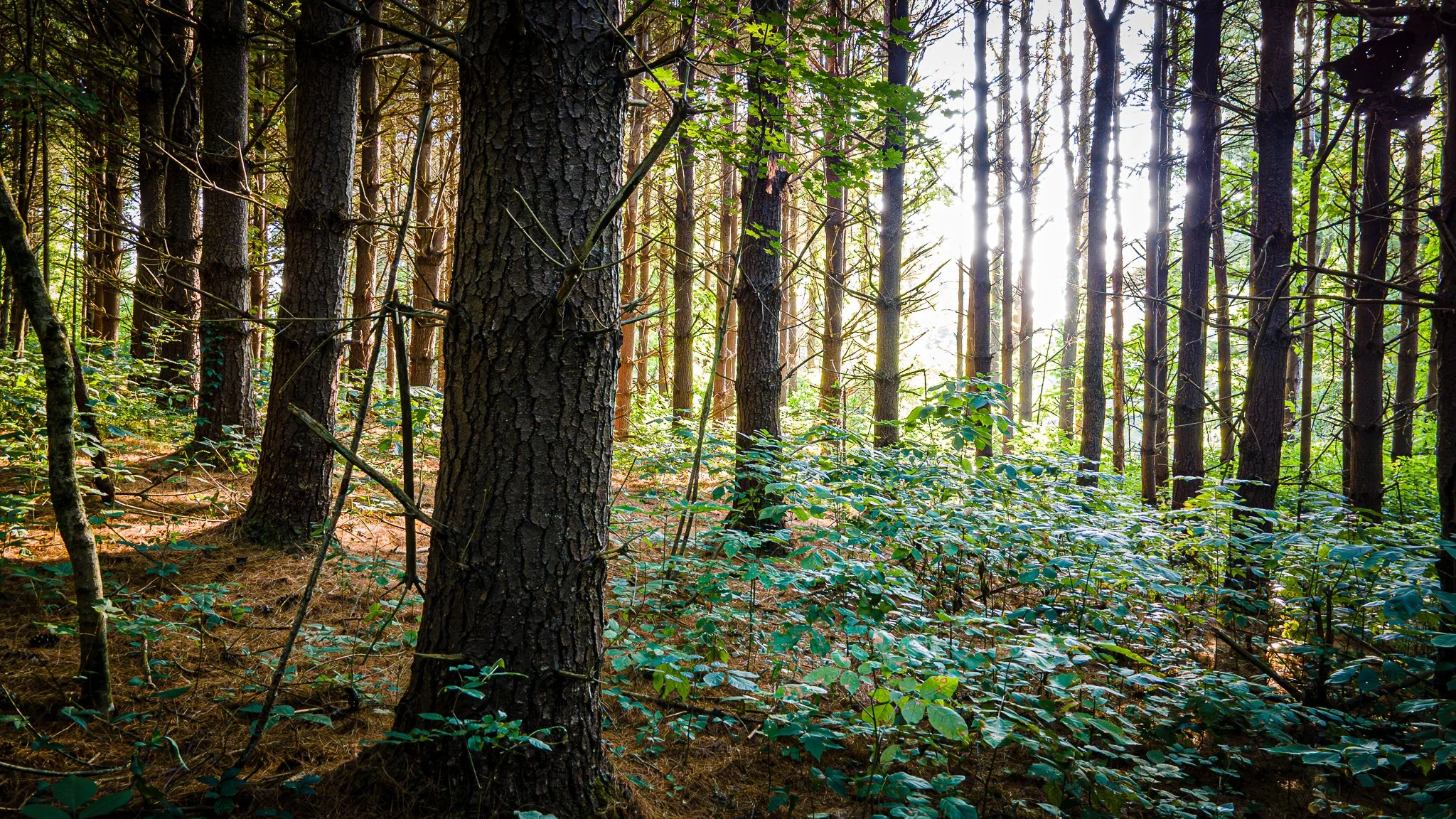 David Funk Forest Drone LoRes-03.jpg