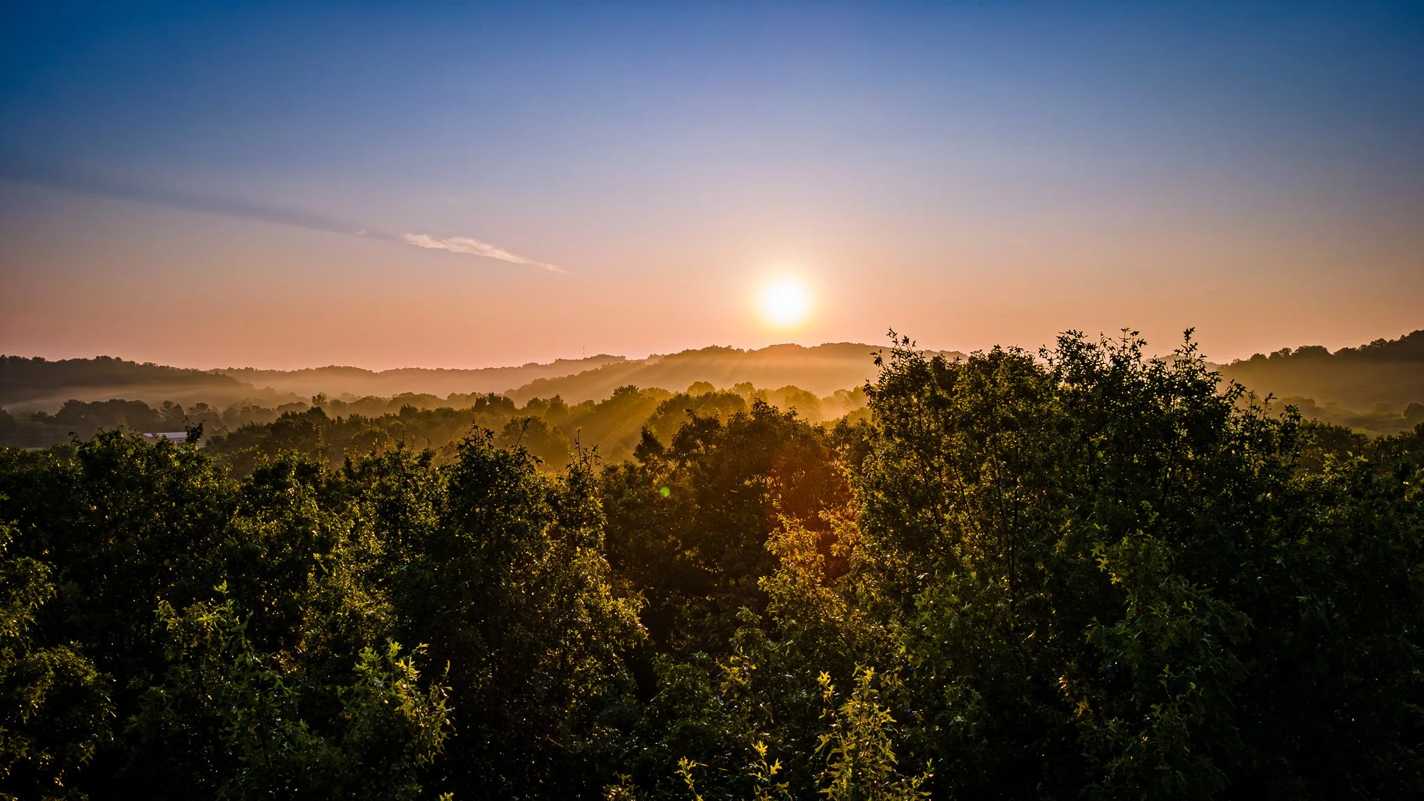 David Funk Forest Drone LoRes-08.jpg
