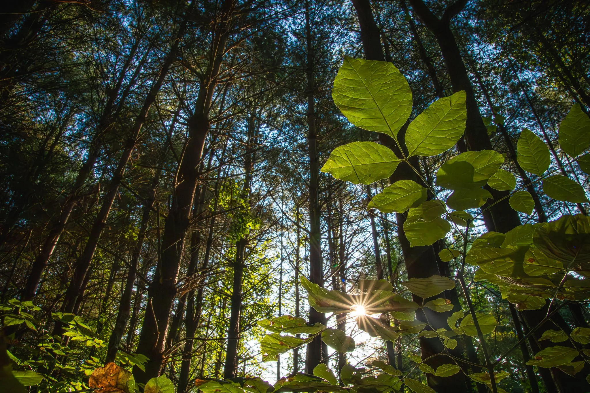 David Funk Forest LoRes-01.jpg