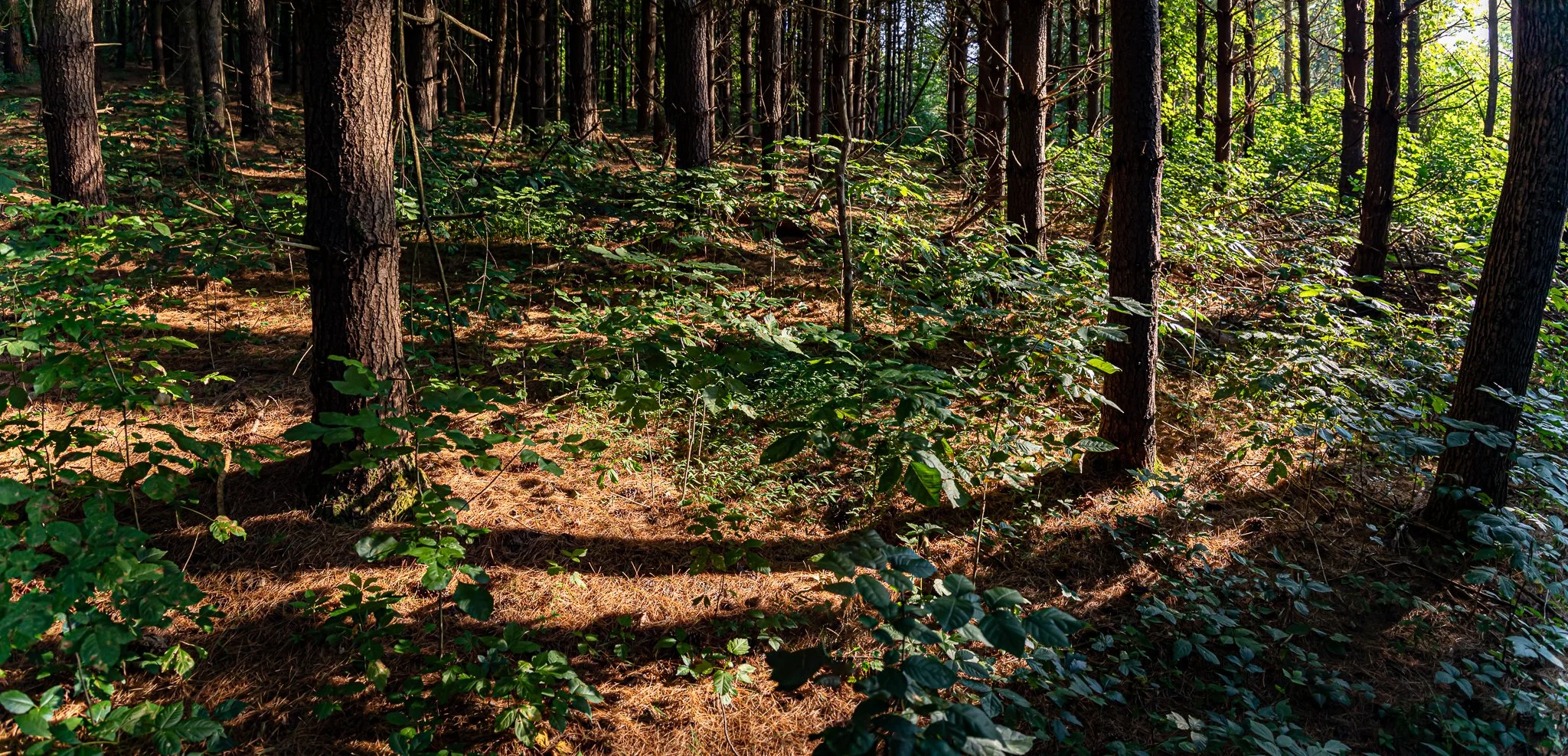 David Funk Forest LoRes-02.jpg