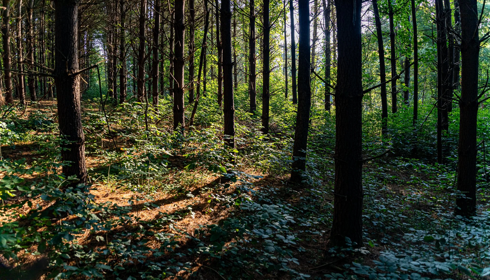 David Funk Forest LoRes-03.jpg