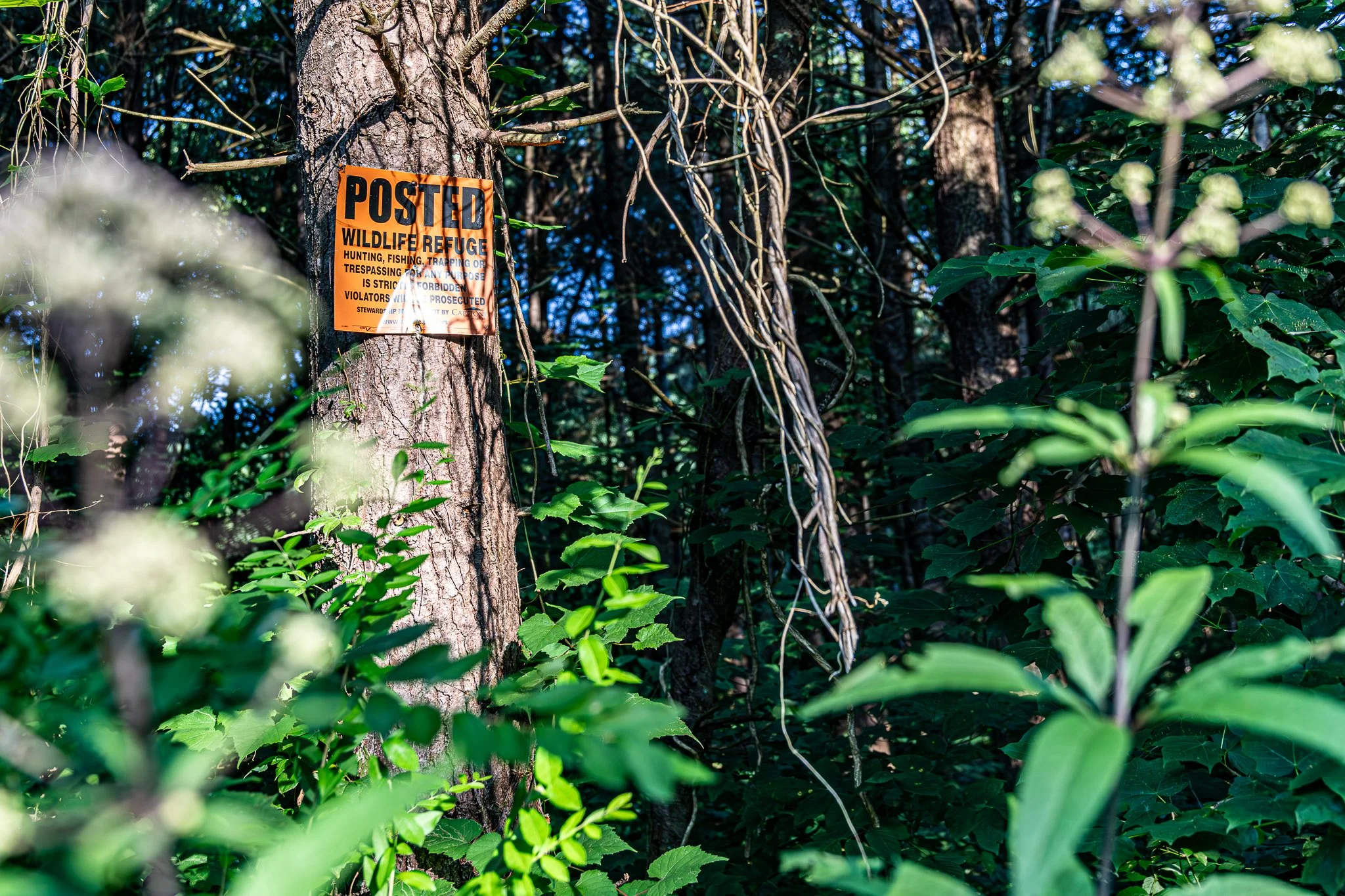David Funk Forest LoRes-04.jpg