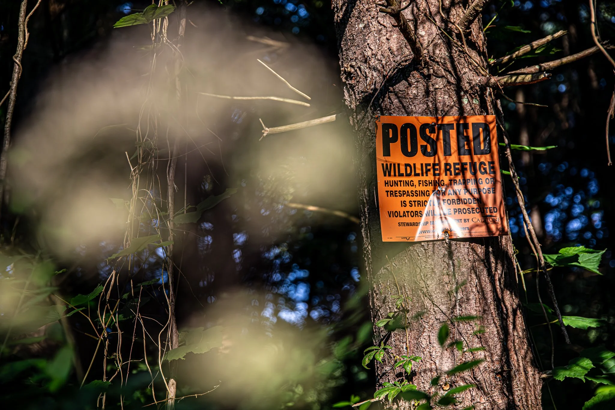 David Funk Forest LoRes-05.jpg