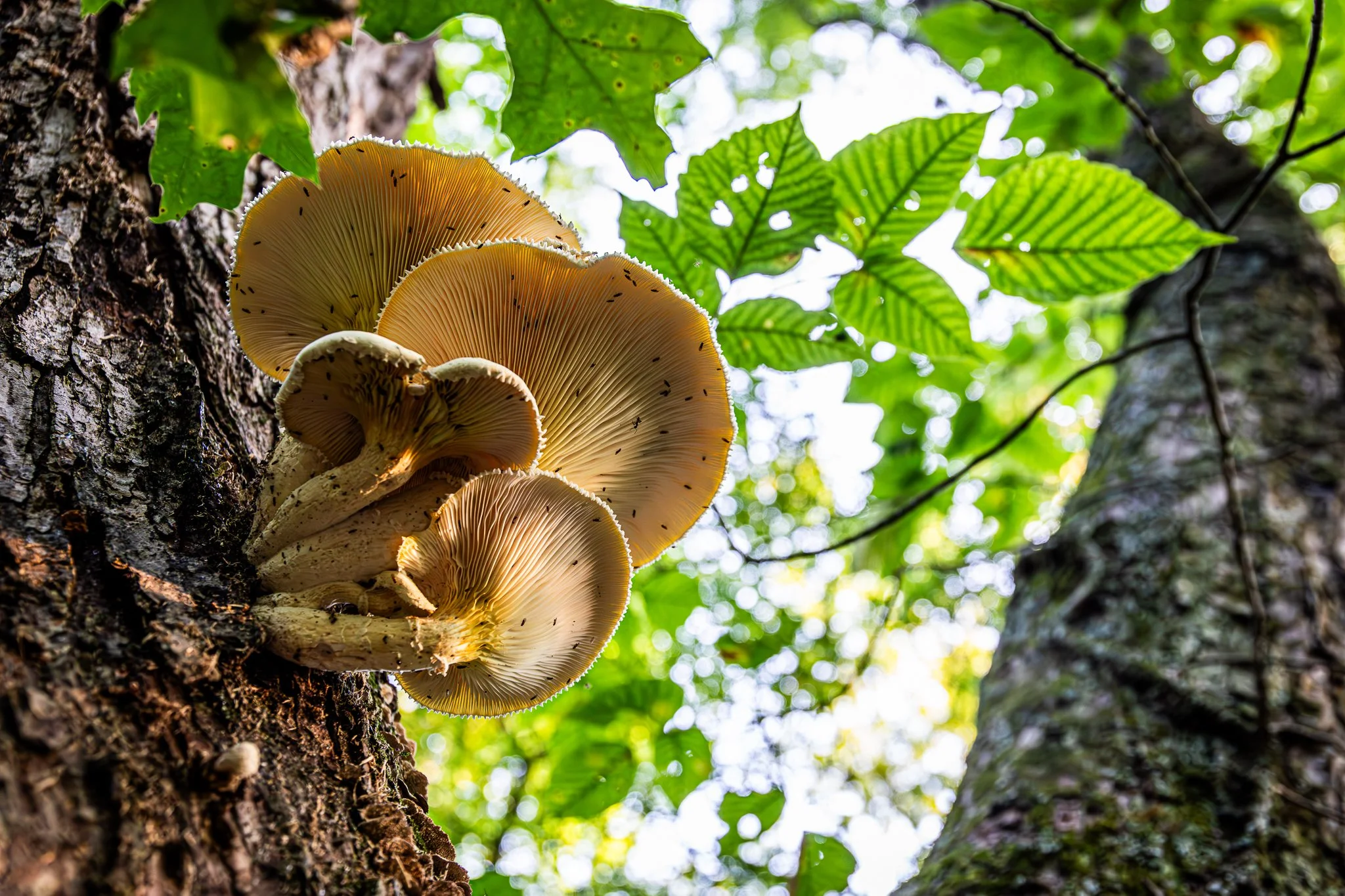 David Funk Forest LoRes-06.jpg