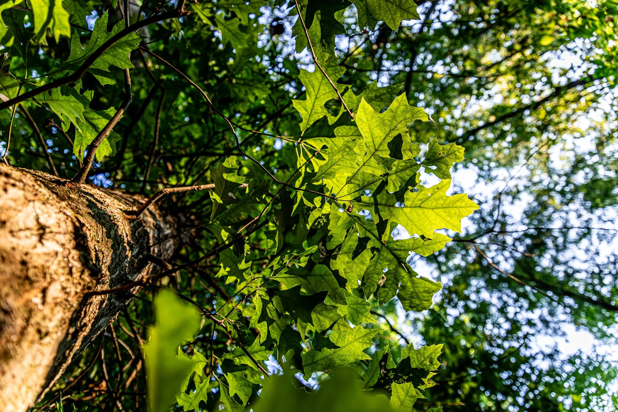 David Funk Forest LoRes-09.jpg