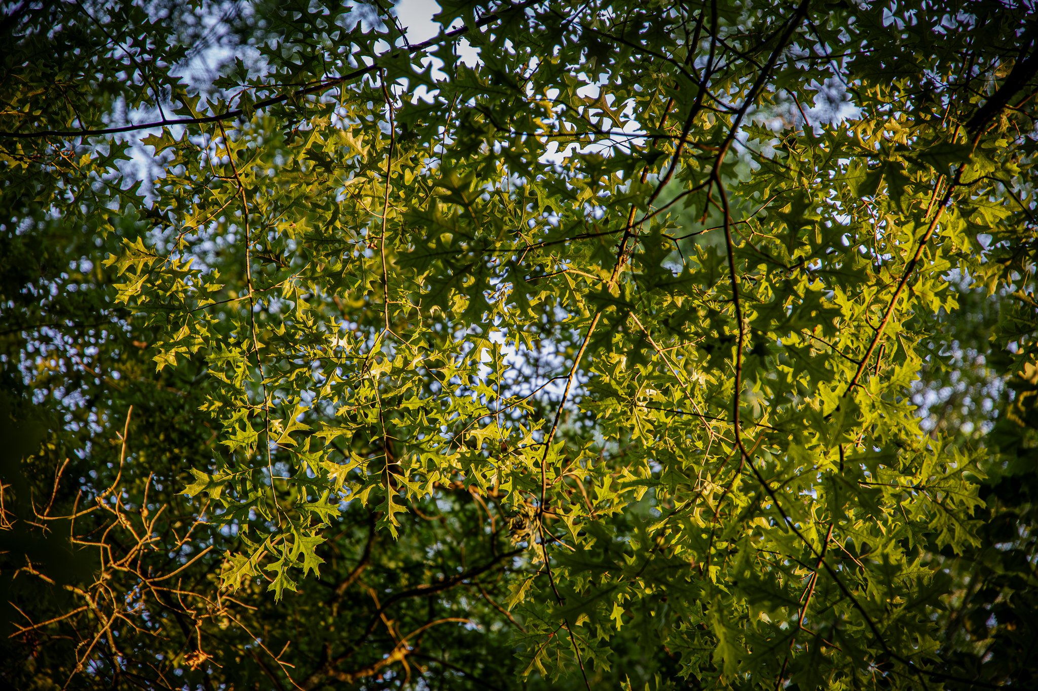 David Funk Forest LoRes-11.jpg