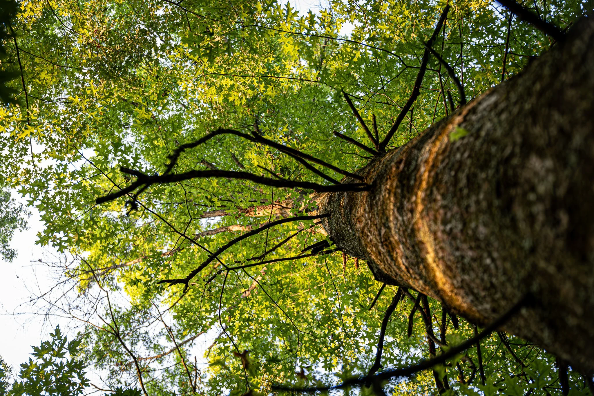 David Funk Forest LoRes-12.jpg