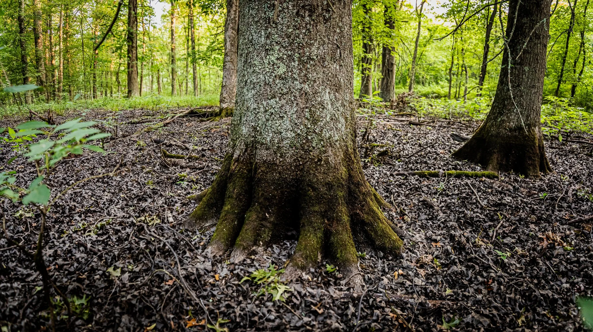 David Funk Forest LoRes-14.jpg