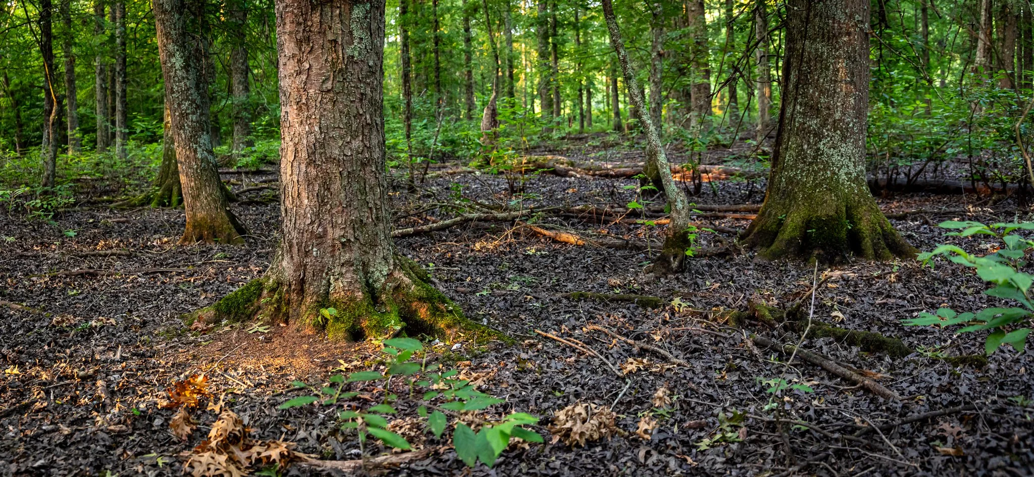David Funk Forest LoRes-15.jpg