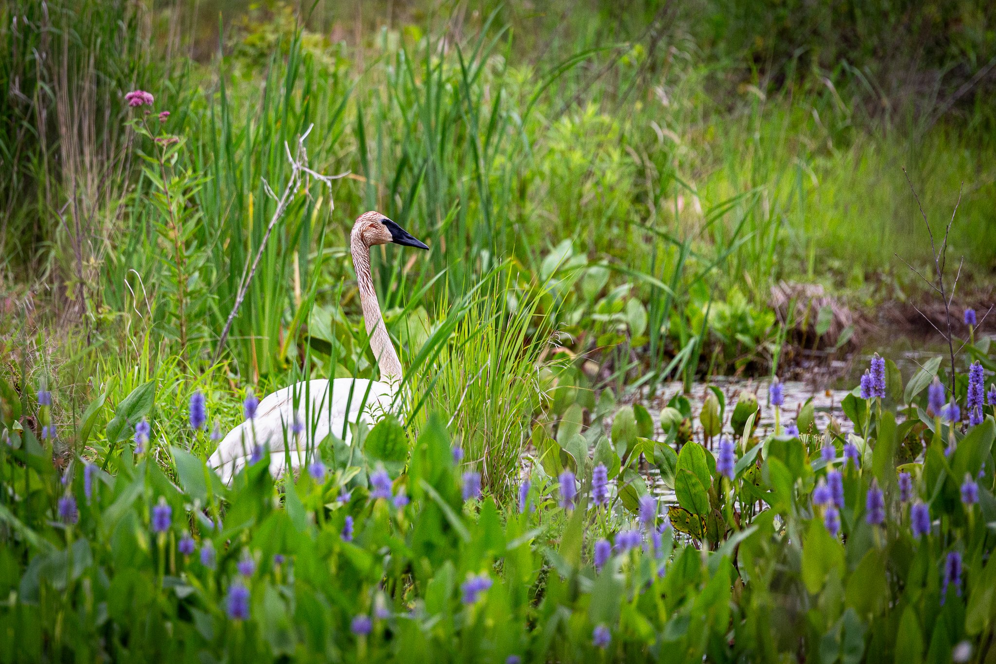 s & w feder rd 2026-06-13 lo-res (20).jpg