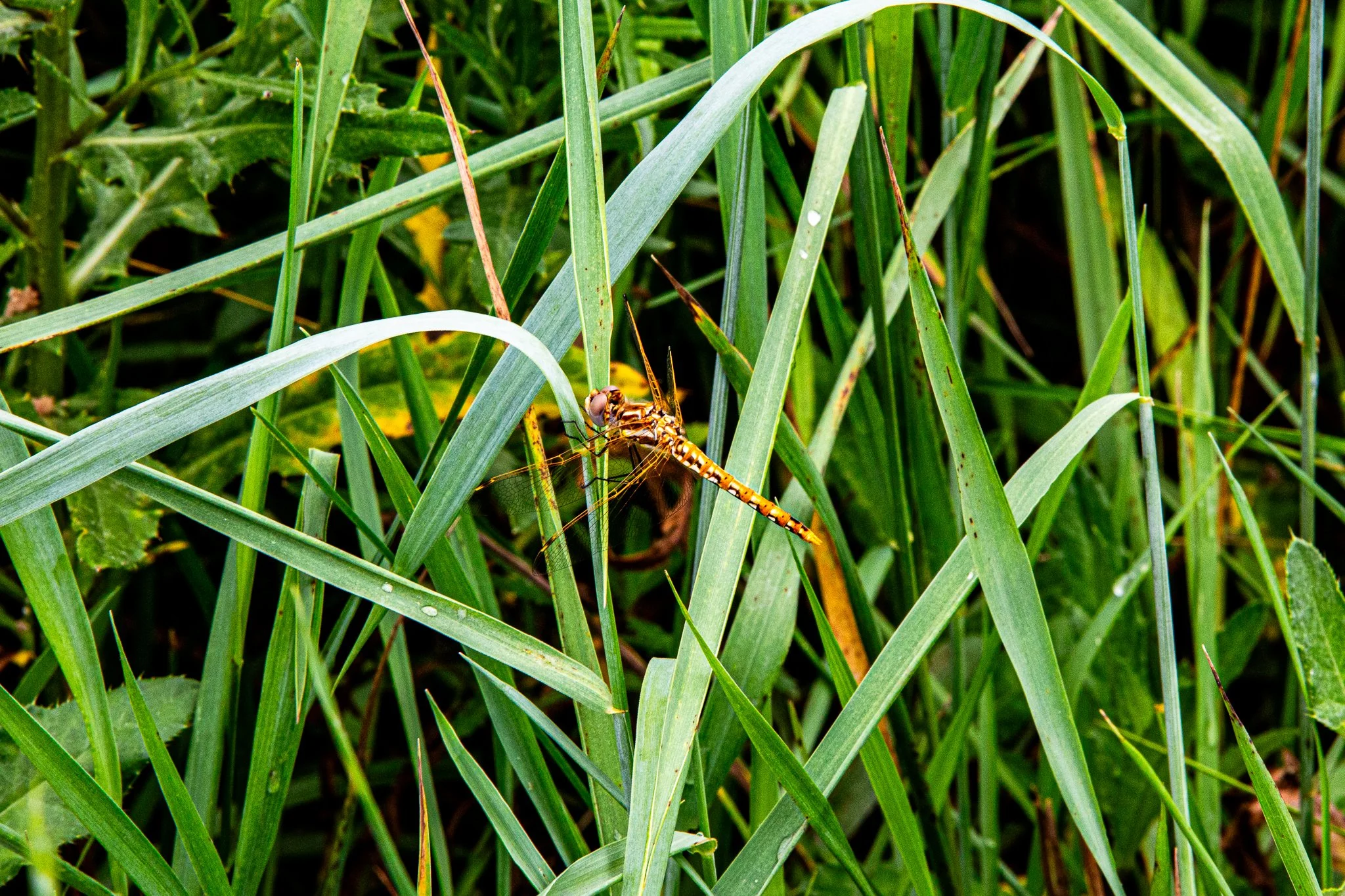 s & w feder rd 2026-06-13 lo-res (39).jpg