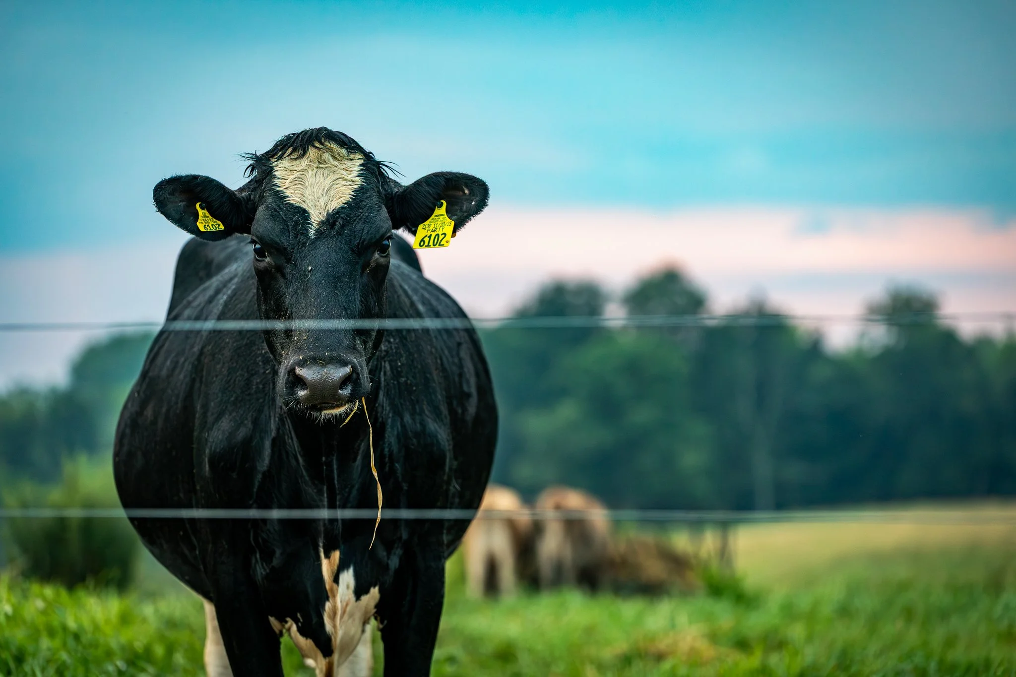 CFAES Extension, OSU, Wooster, Ohio. 07.26.2025