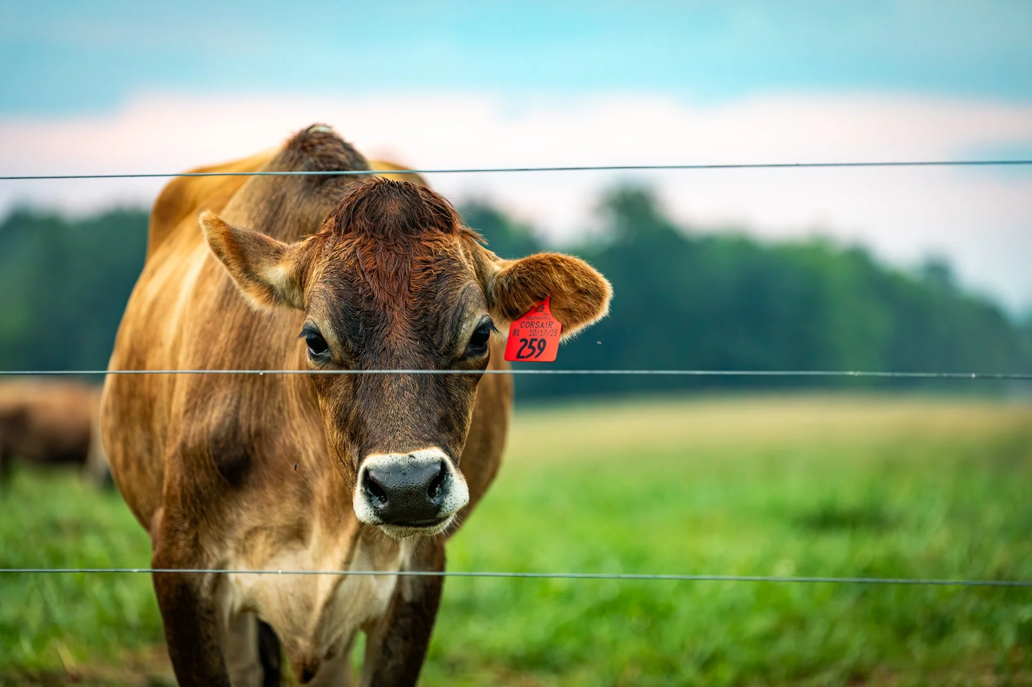 "Cow in pasture" CFAES Wooster Campus. The Ohio State University. Saturday July 26, 2025