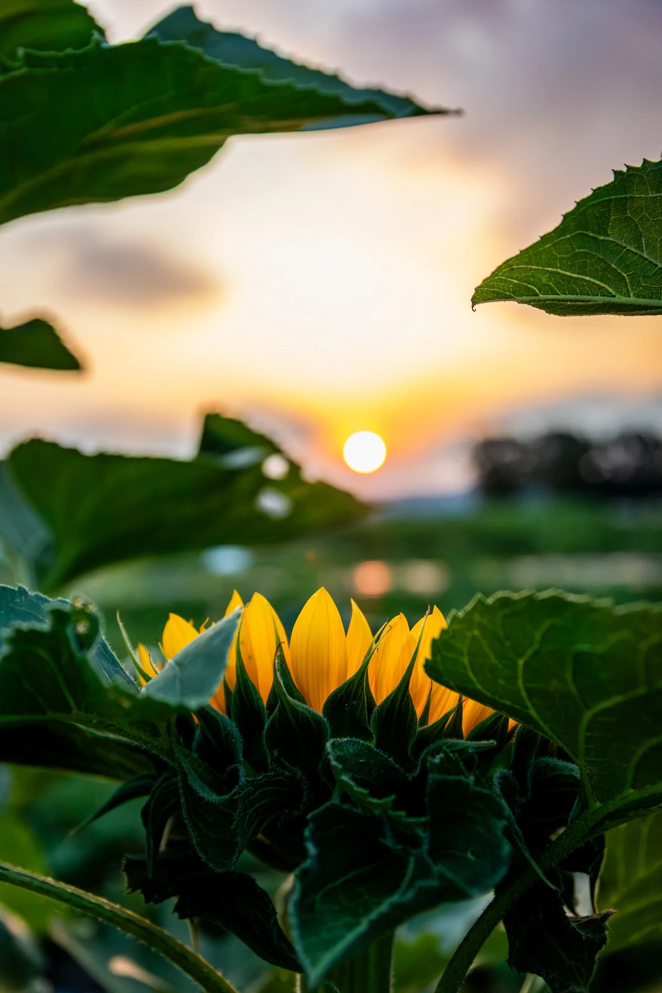"Sunflower at Sunrise" Waterman farm. The Ohio State University. Friday July 25, 2025