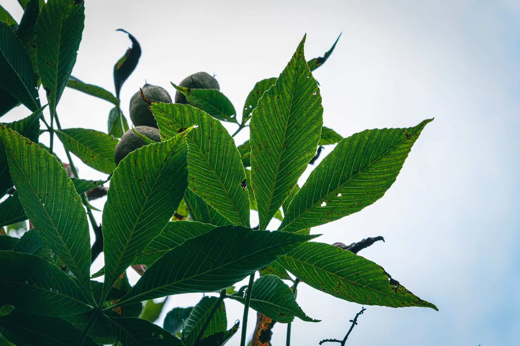 "Buckeye, Secrest Arboretum" CFAES Wooster Campus. The Ohio State University. Saturday July 26, 2025