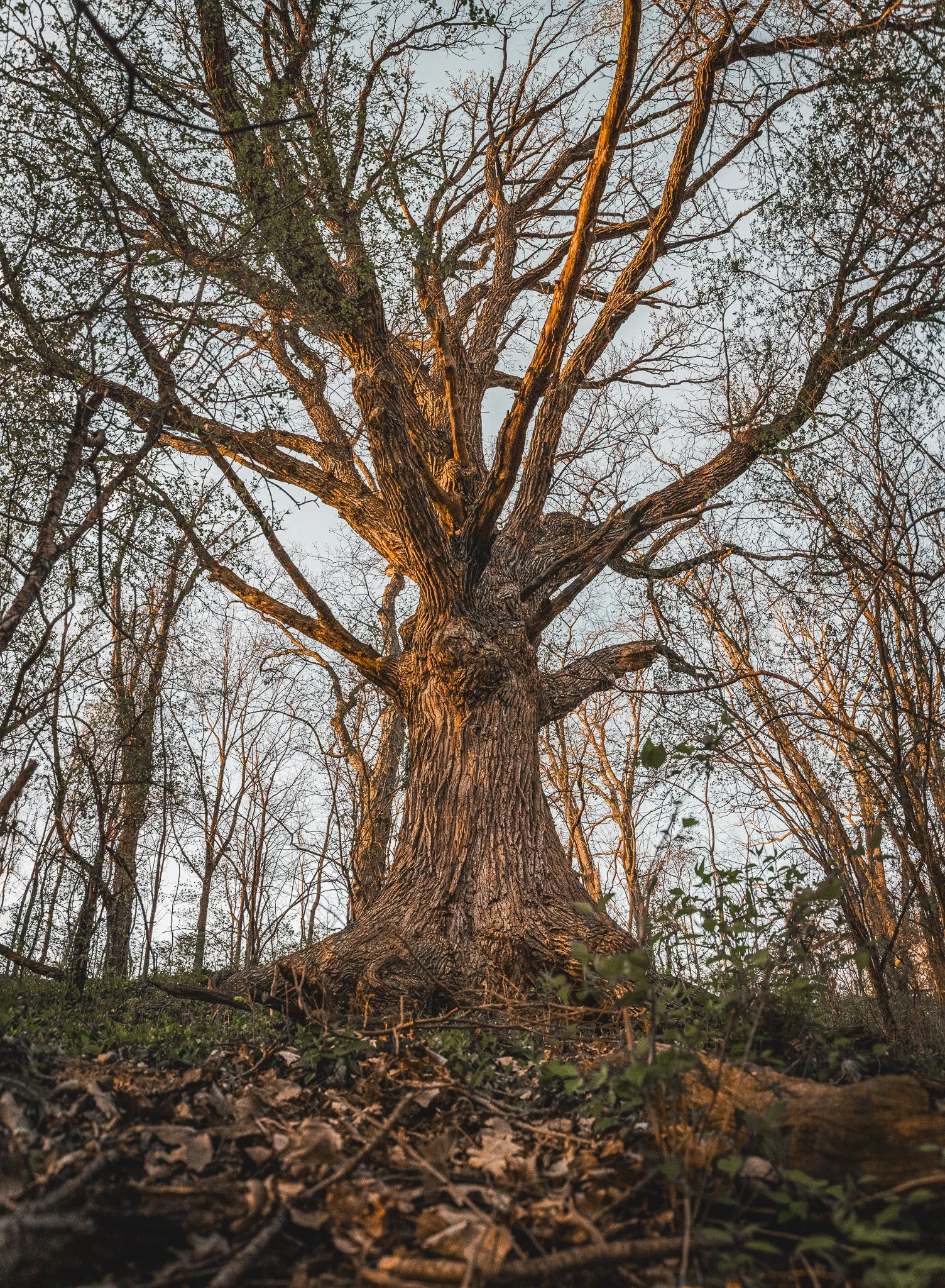 Giant Oak tree along Maumee River, Ohio 4.30.25