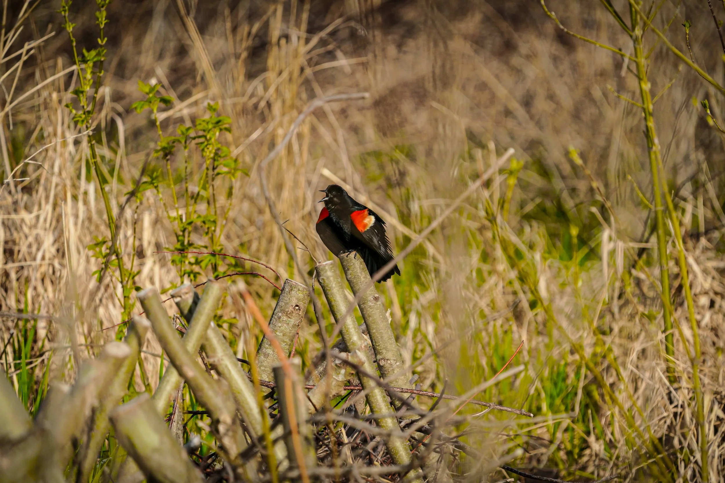 Redwing BlackBird, Maumee State Forest, Blue Creek Restoration, Ohio 04.24.2025