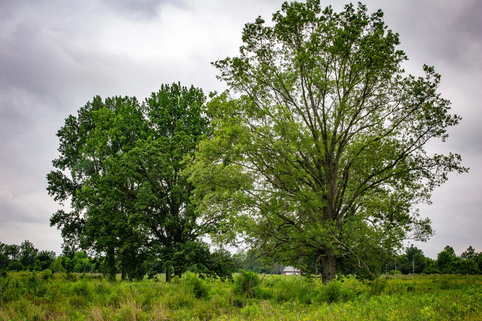 s & w feder rd 2026-06-13 lo-res (32).jpg