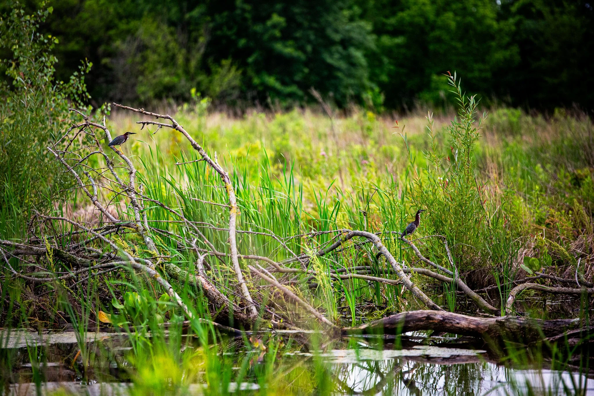 s & w feder rd 2026-06-13 lo-res (43).jpg