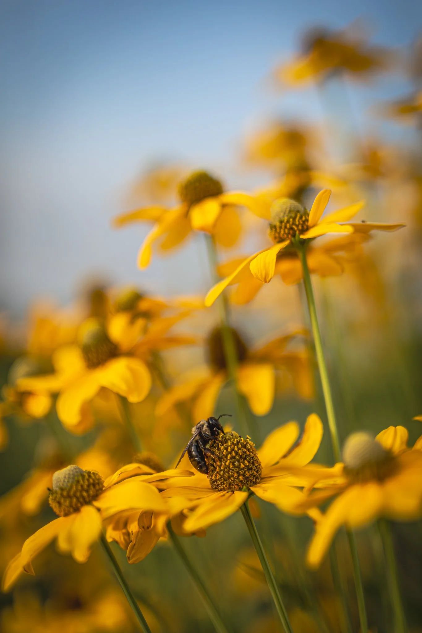 "Pollinator on Coneflower" Waterman Farm, The Ohio State University. Friday July 25, 2025