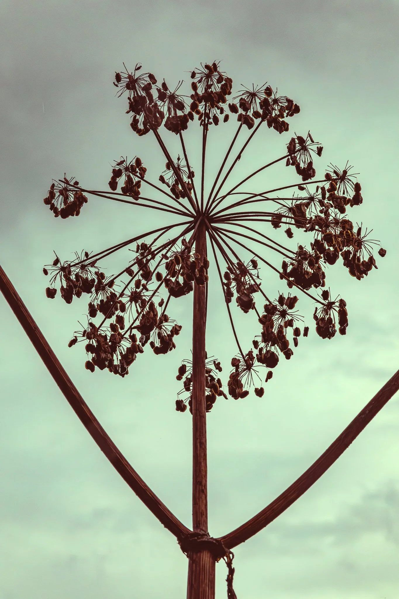 Darby Creek Metro Park, Ohio. 07.01.2025