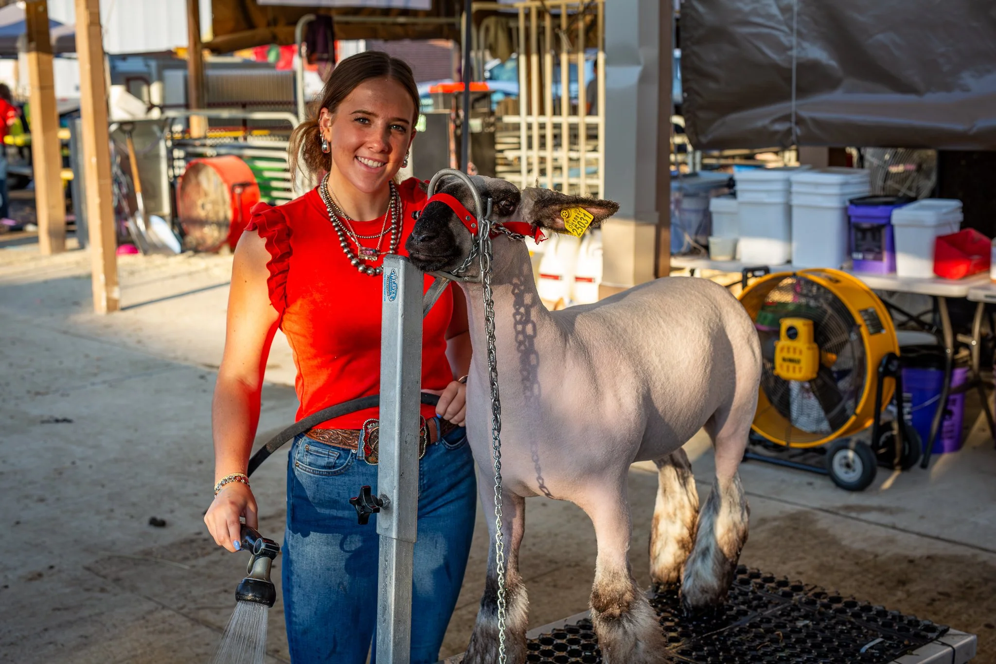 "Washing Sheep" Bailey Nahrup, from Hamilton County, The Ohio State Fair, Thursday July 24, 2025