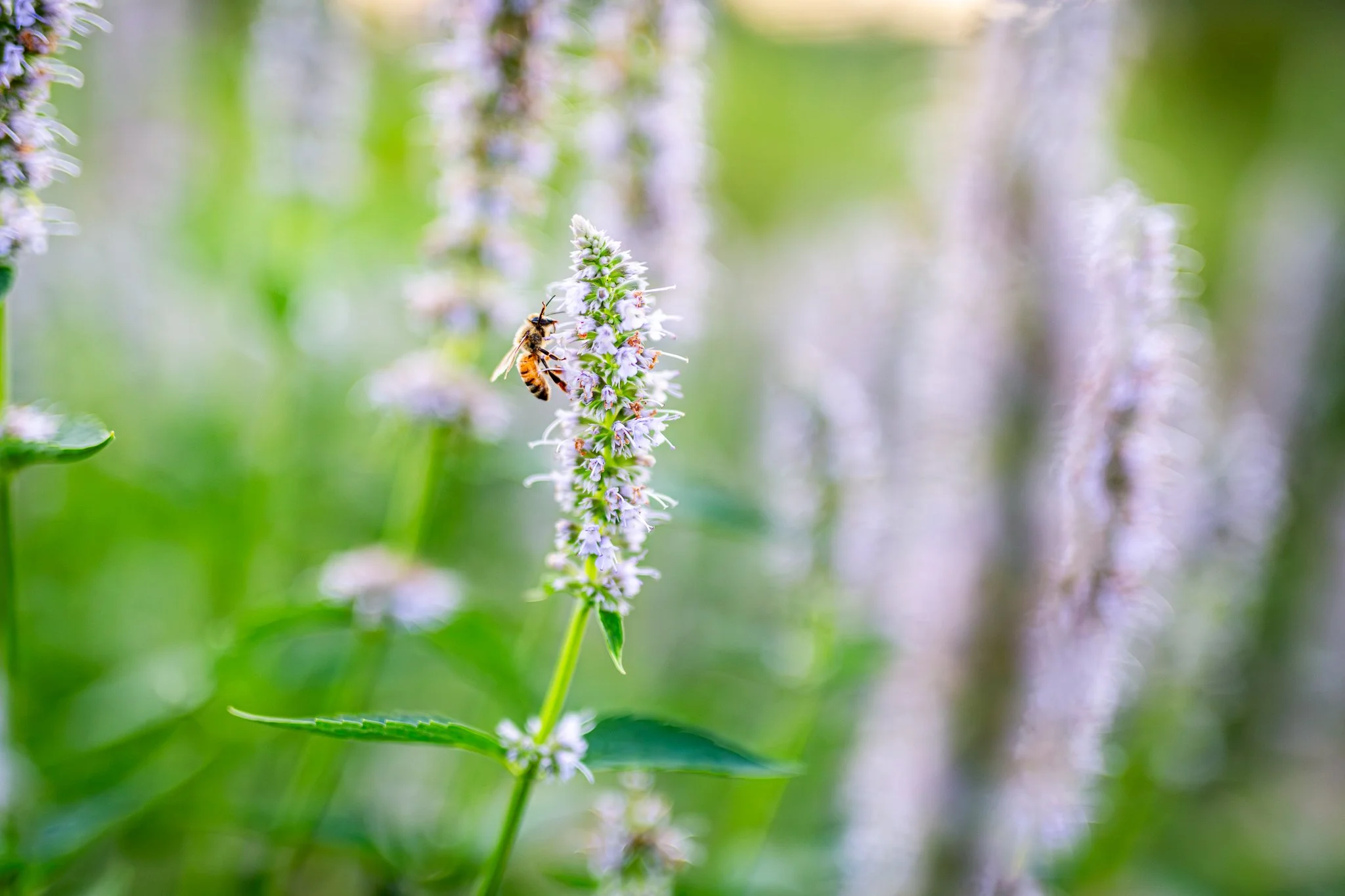 Waterman Farm, OSU. Ohio. 07.25.2025