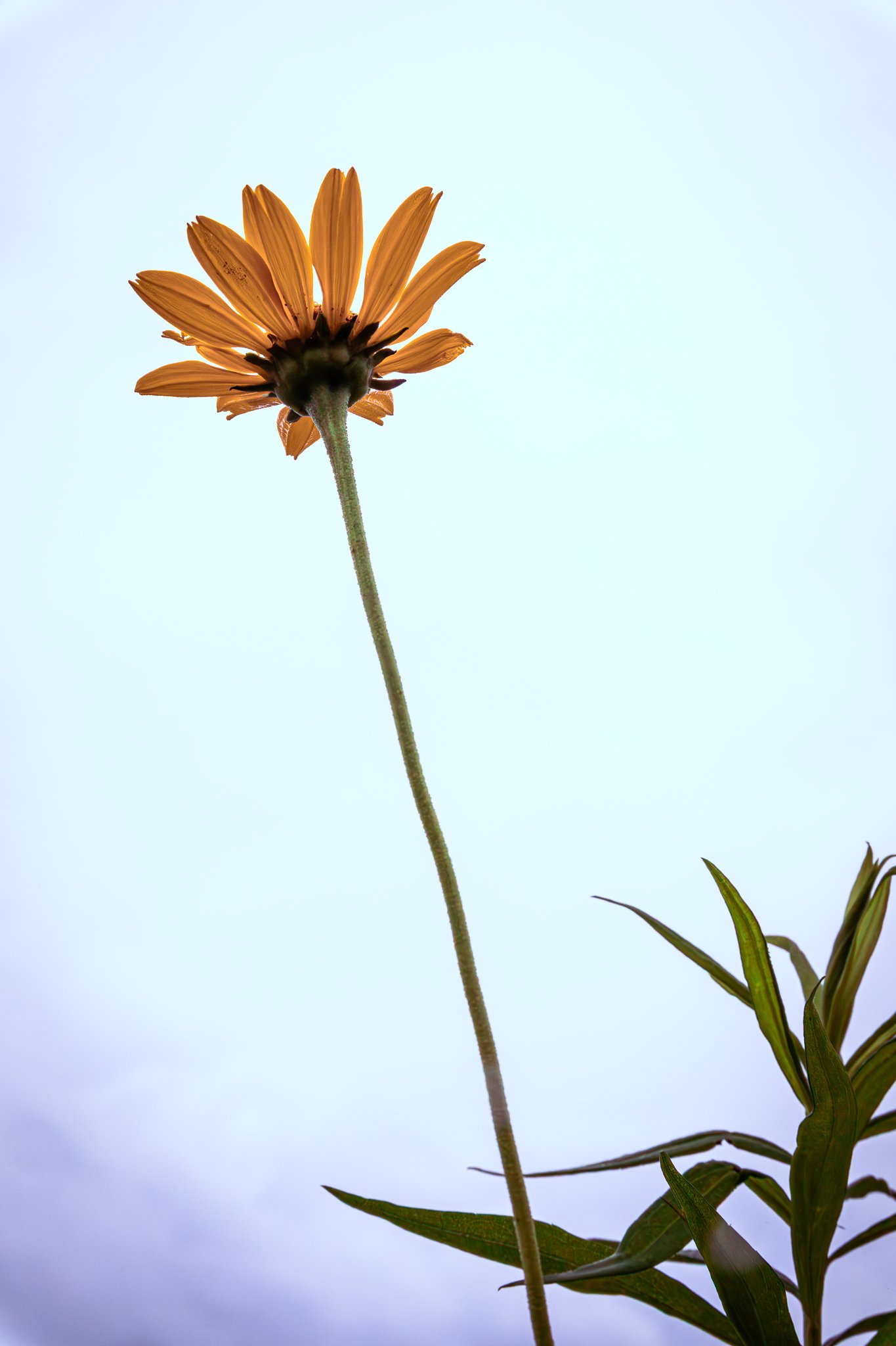 Darby Creek Metro Park, Ohio. 07.01.2025