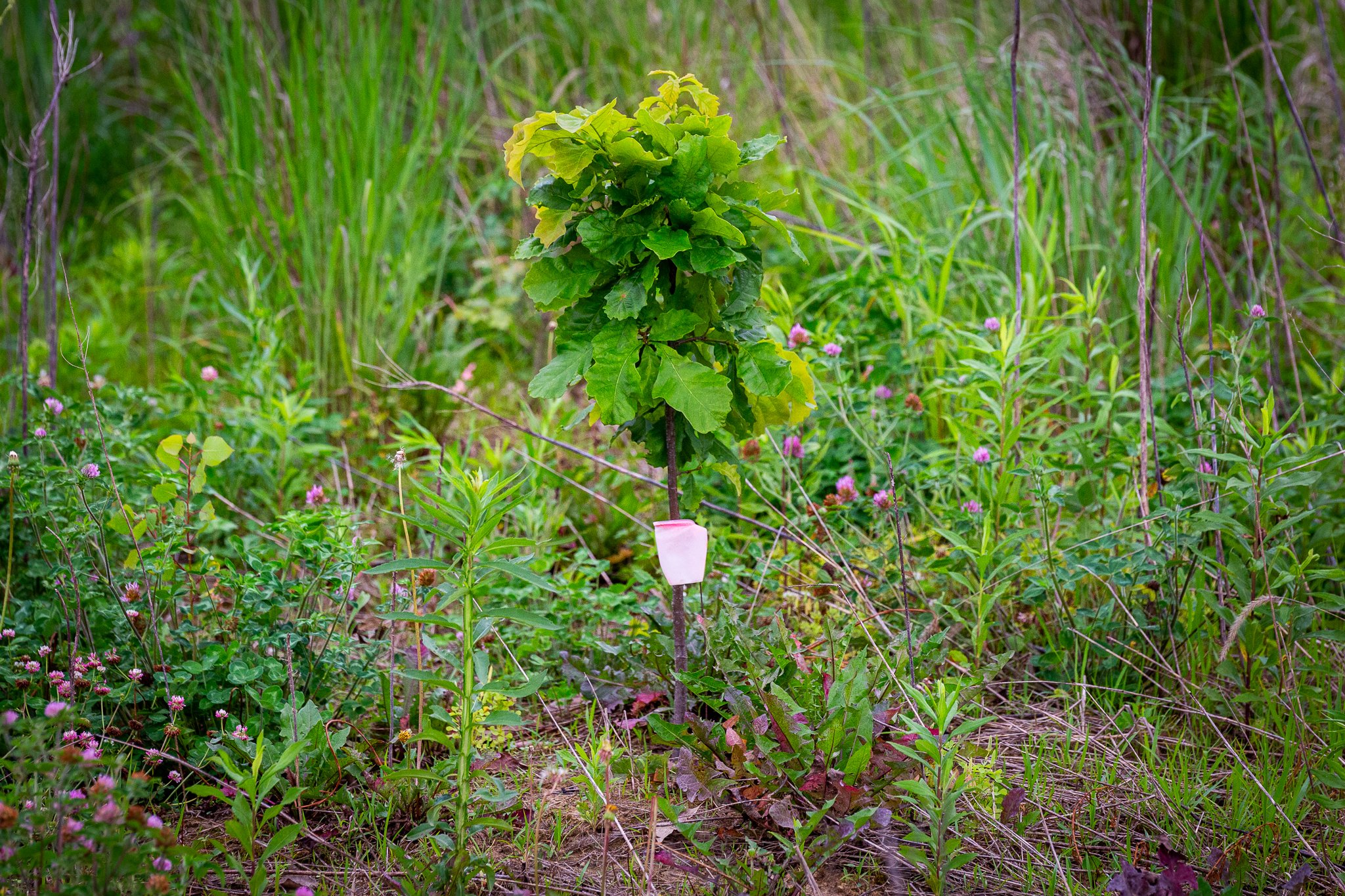 s & w feder rd 2026-06-13 lo-res (11).jpg