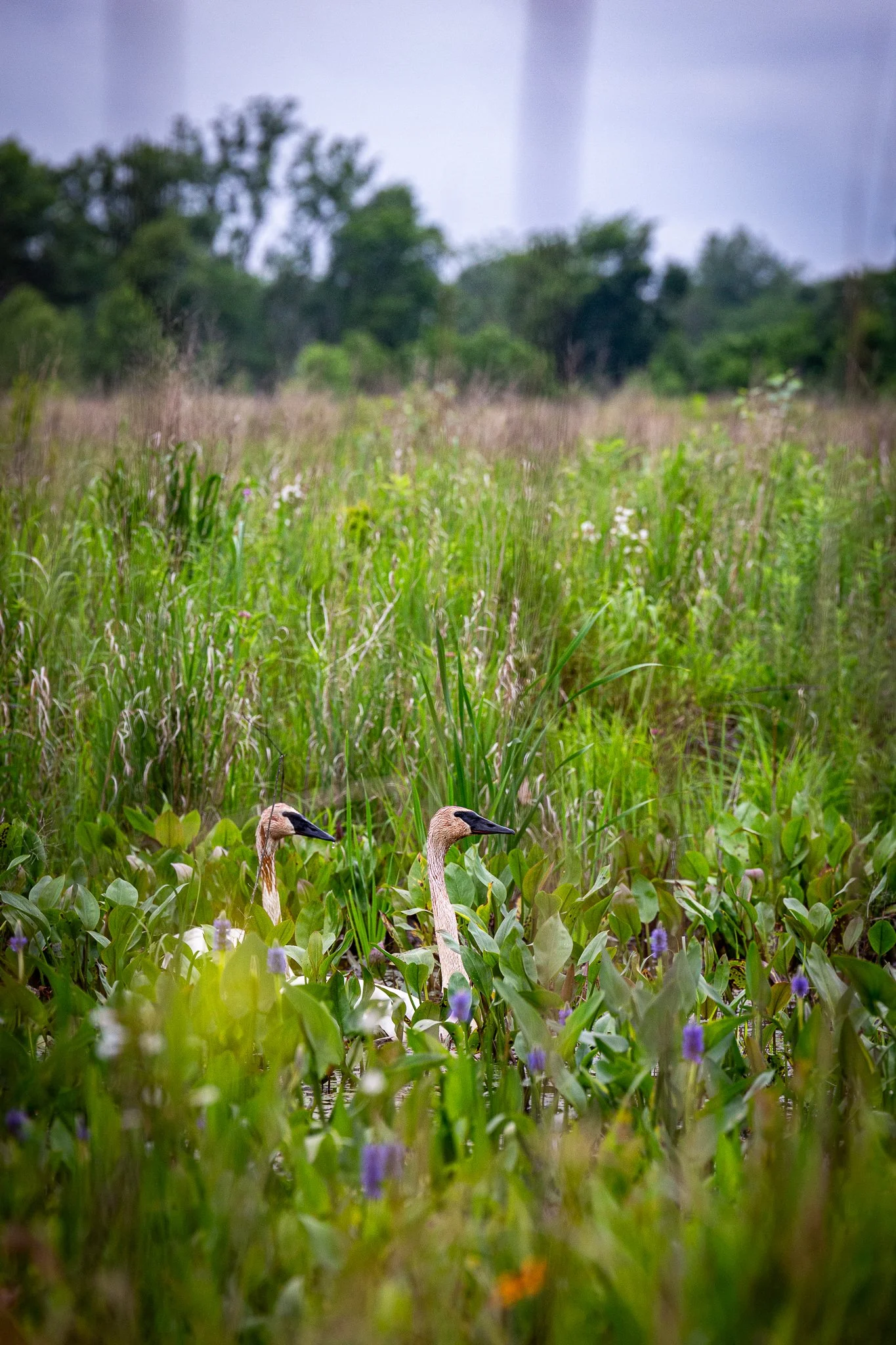 s & w feder rd 2026-06-13 lo-res (22).jpg