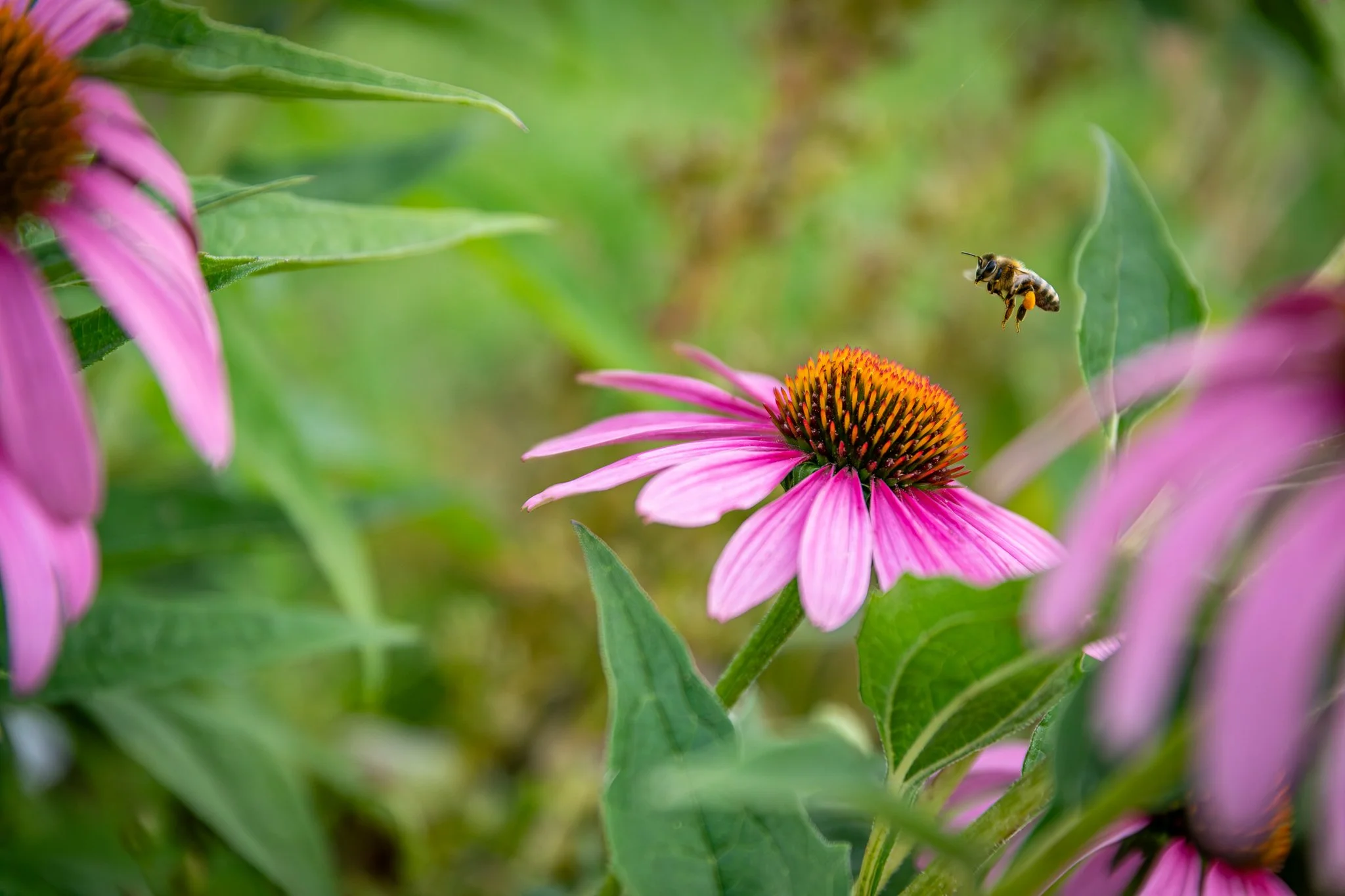 Waterman Farm, OSU. Ohio. 07.25.2025