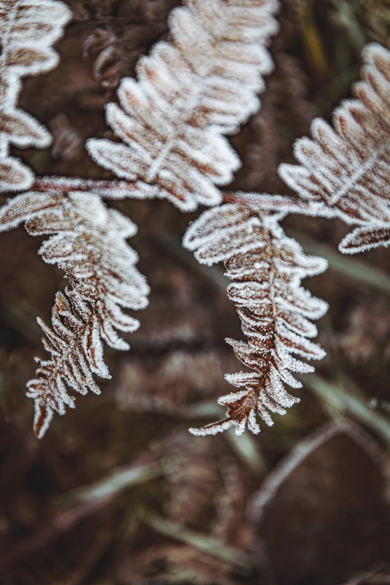 Ferns, Olympic National Park, Washington. 01.21.2025 