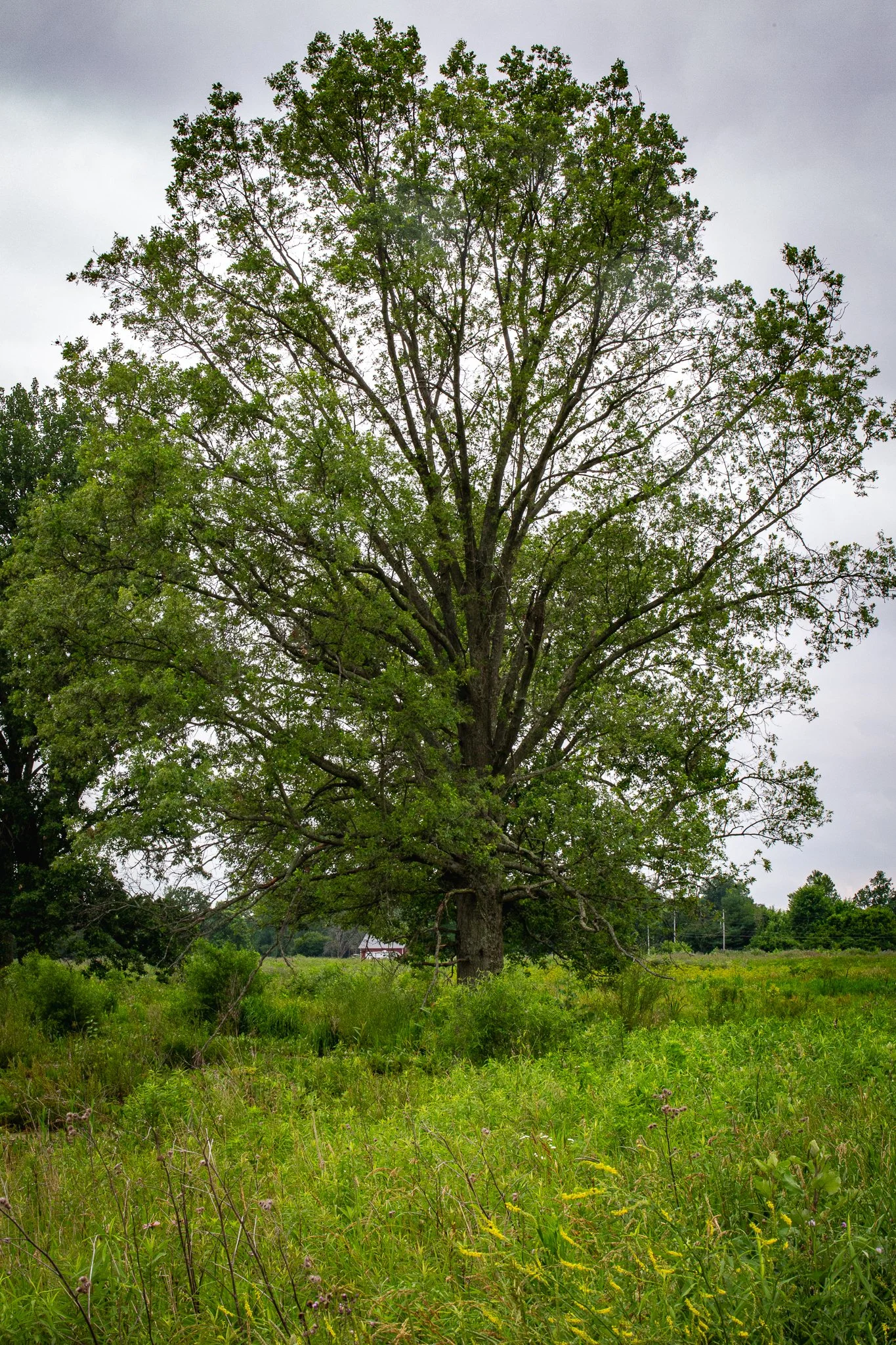 s & w feder rd 2026-06-13 lo-res (31).jpg