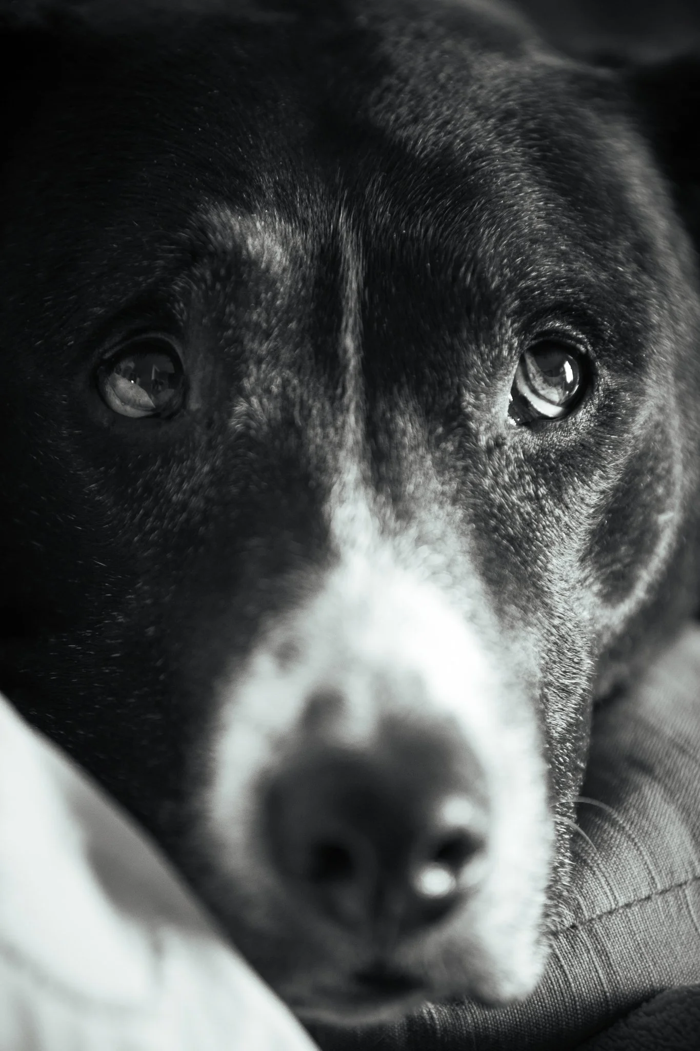 Max the dawg. 11.12.2025