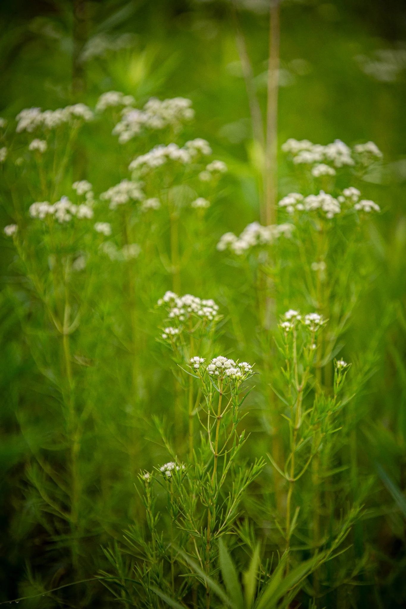 s & w feder rd 2026-06-13 lo-res (45).jpg