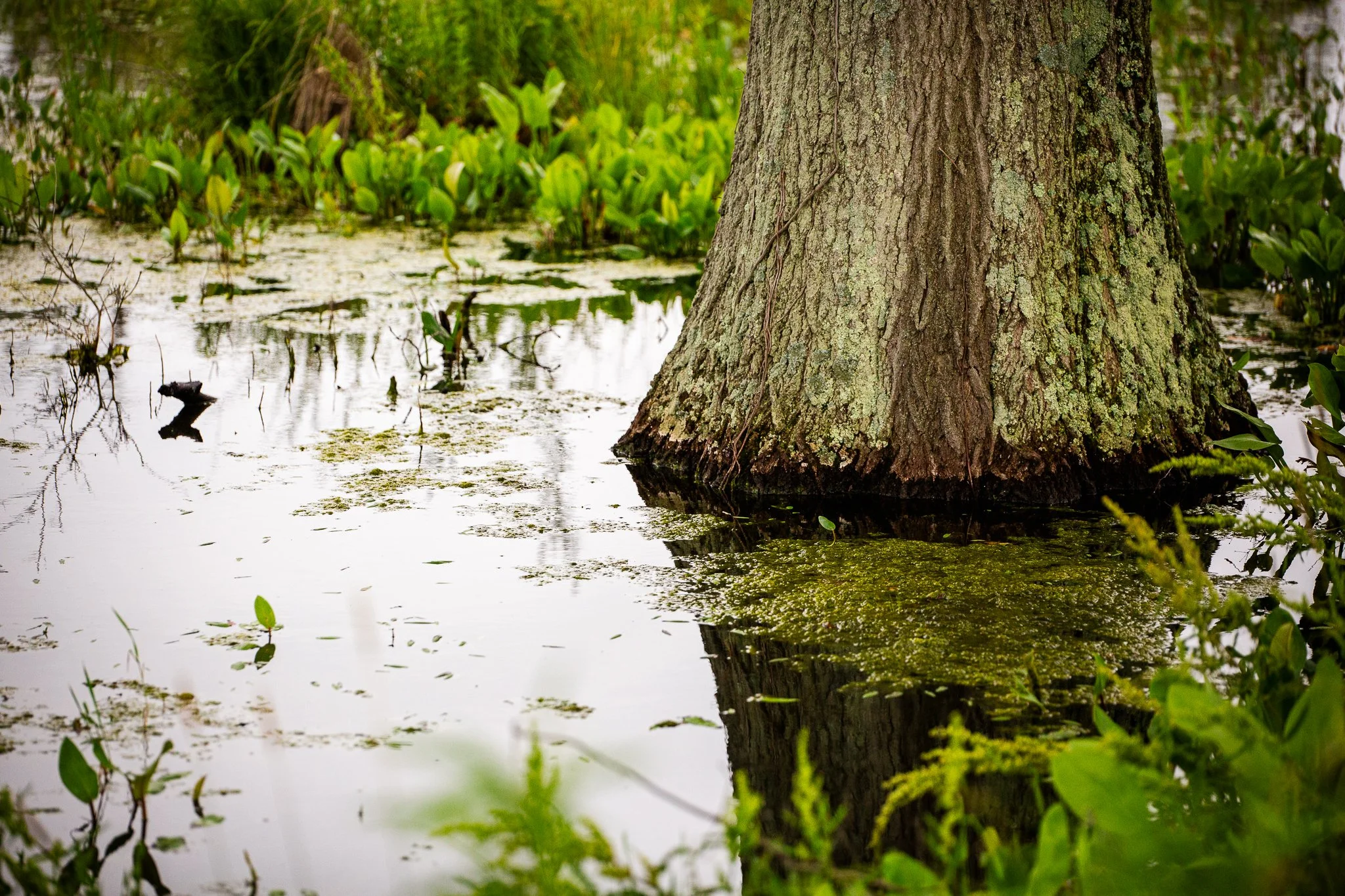 Stream and Wetlands Foundation Feder Road. Columbus, Ohio.  June 12, 2026