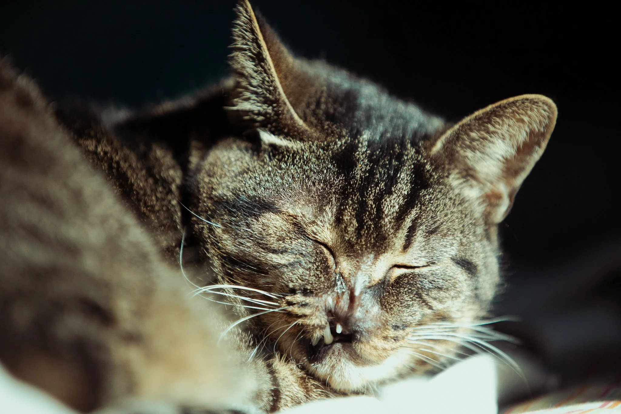 Snubs the cat. 11.12.2025