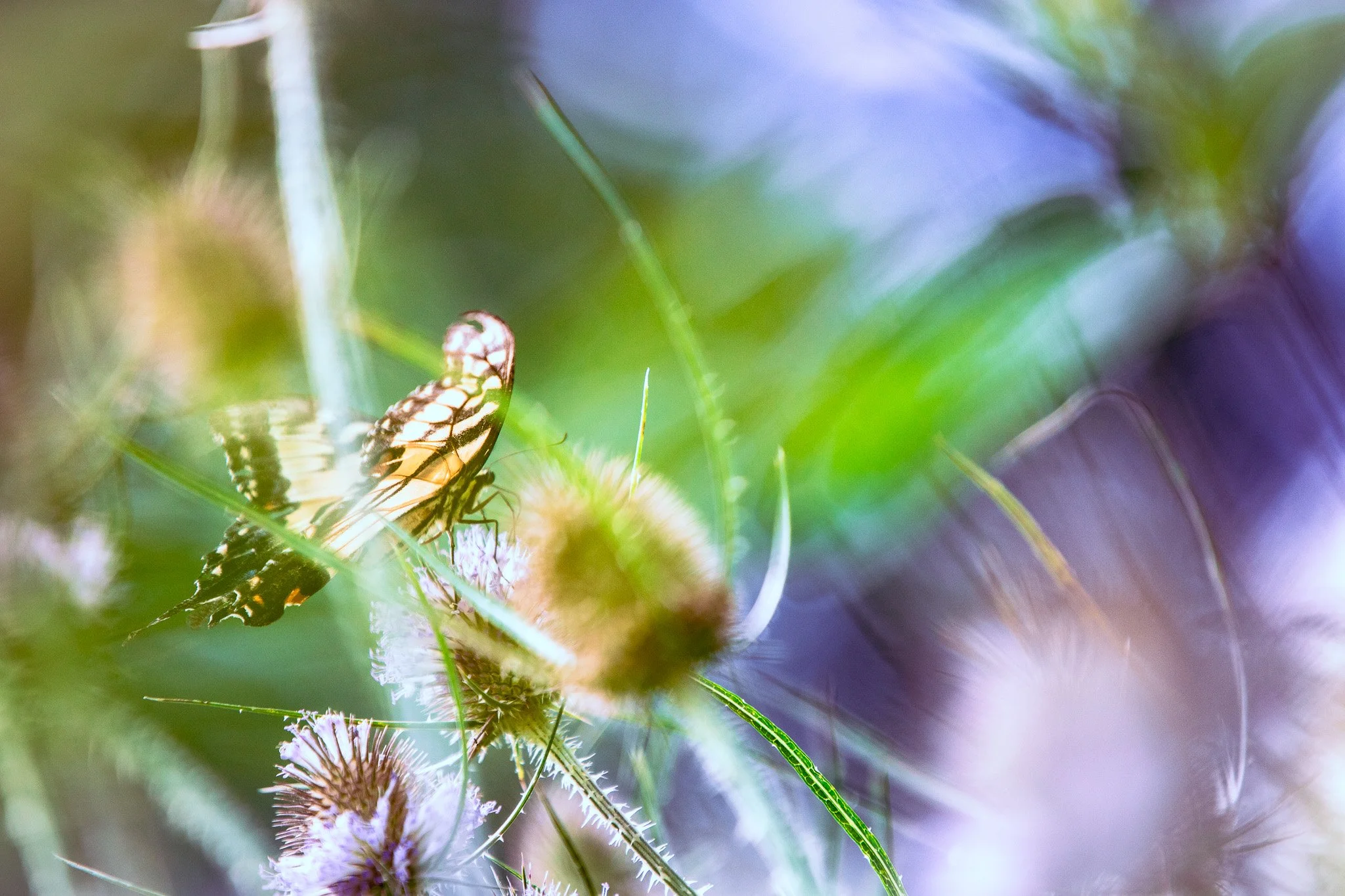 Tiger Swallowtail Butterfly, Cedar Falls, Ohio. 08.07.2025
