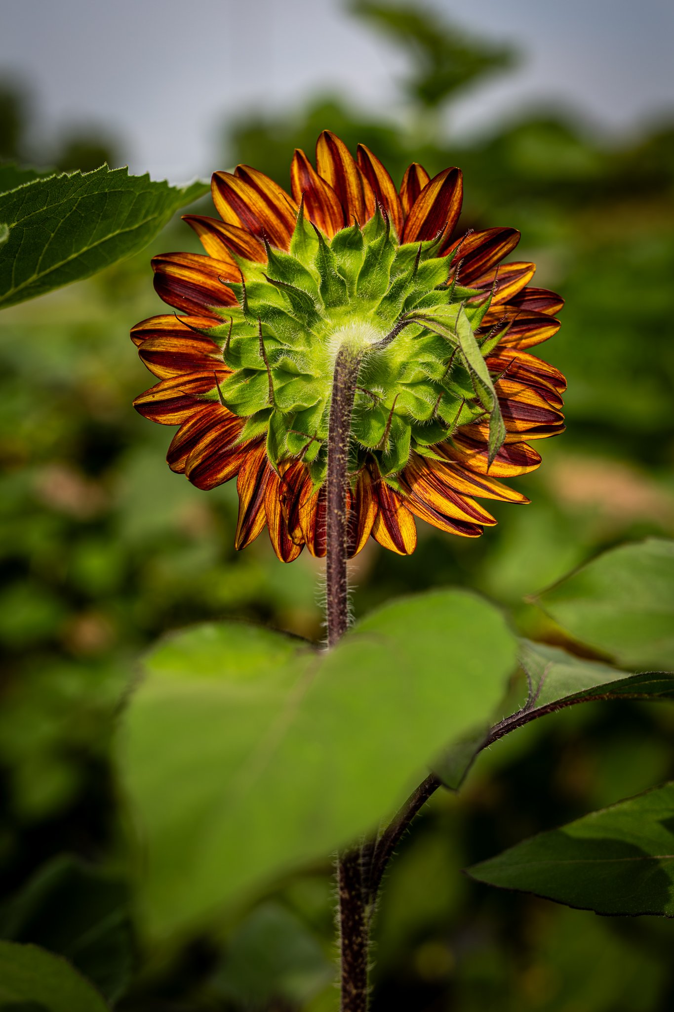 "Garden of Hope: Sunflowers" Waterman farm. The Ohio State University. Friday July 25, 2025