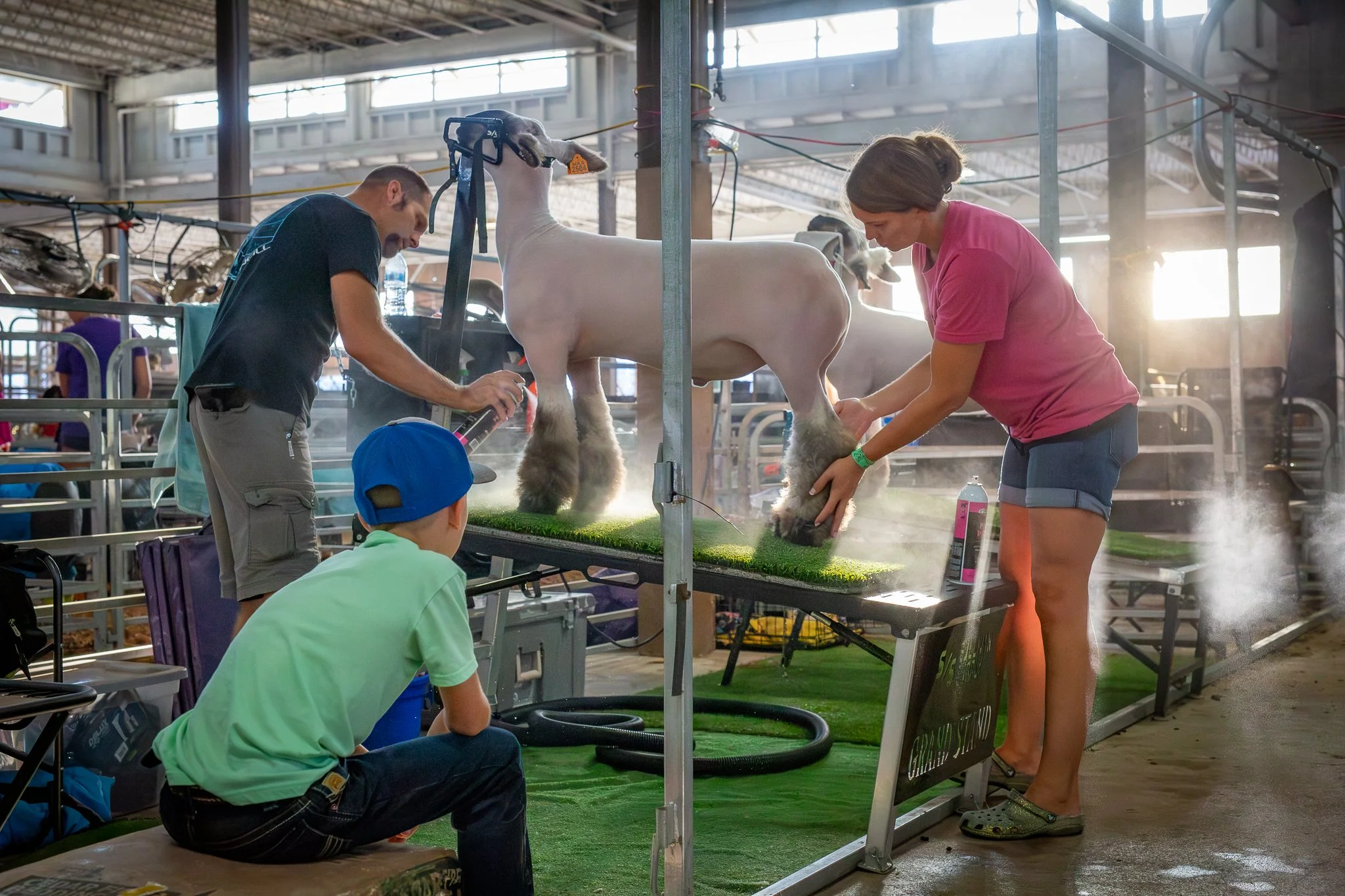 "Family Sheep Prep" Matt and Kelsey Sulzener with son Hunter from Medina County.  The Ohio State Fair, Thursday July 24, 2025