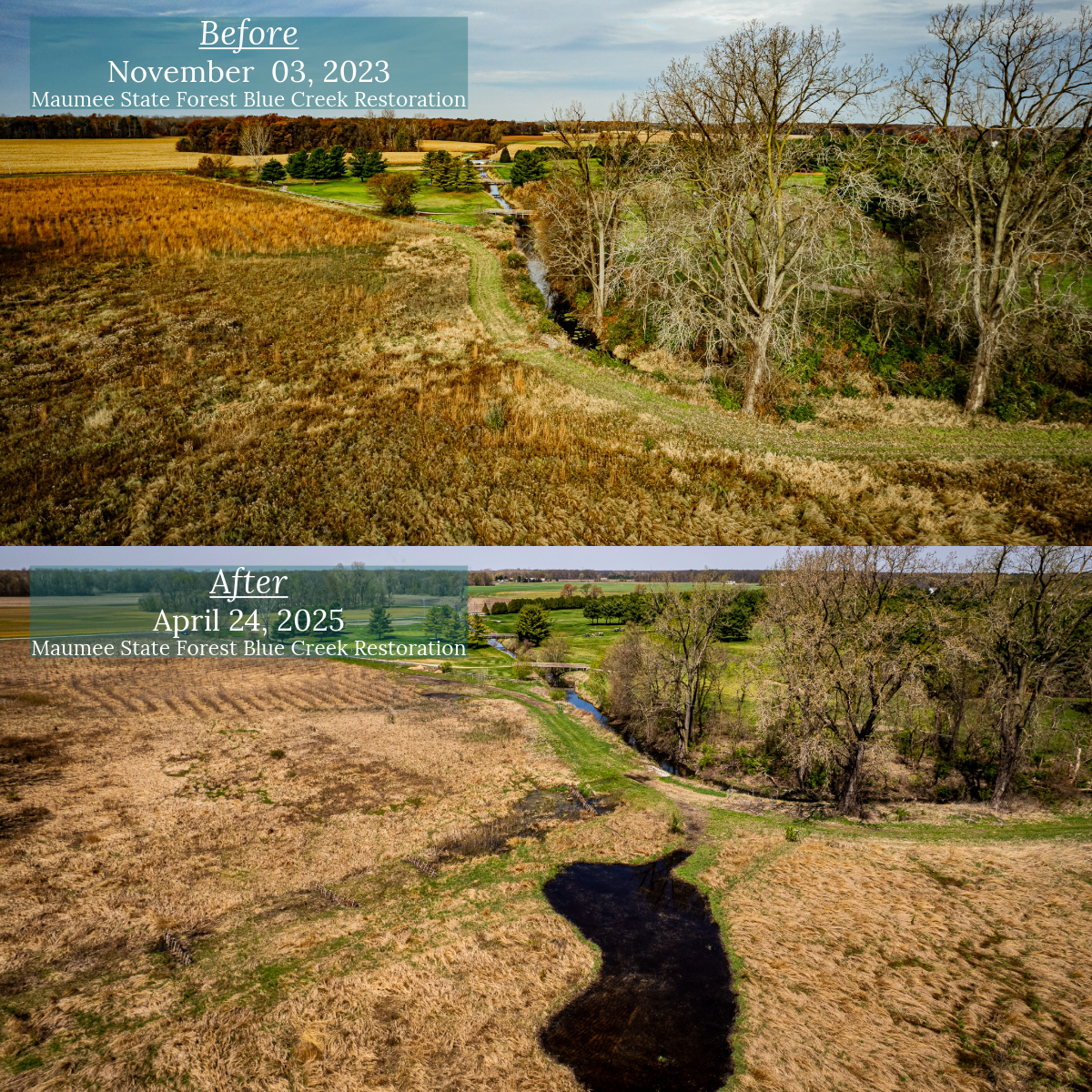 Maumee State Forest, Blue Creek Restoration, Ohio 04.24.2025