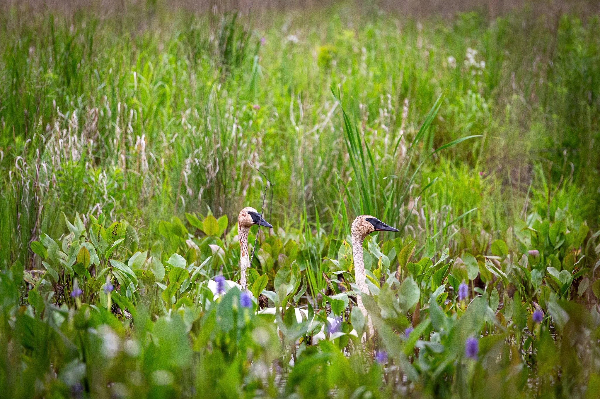 s & w feder rd 2026-06-13 lo-res (21).jpg