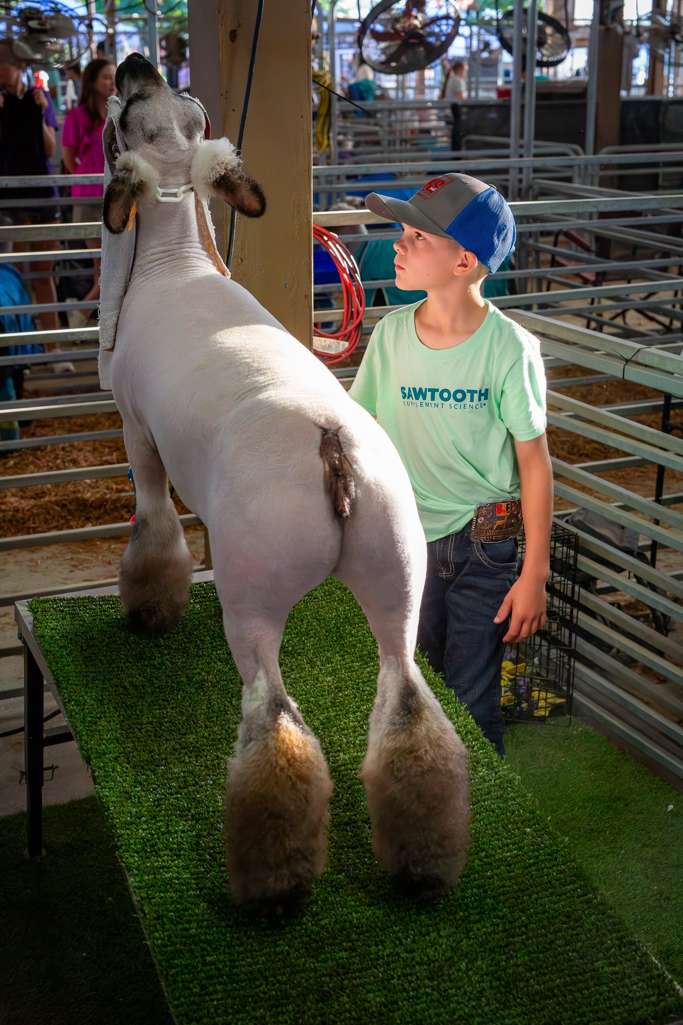 "Sheep inspection" Hunter Sulzener, age 10, from Medina County. The Ohio State Fair, Thursday July 24, 2025